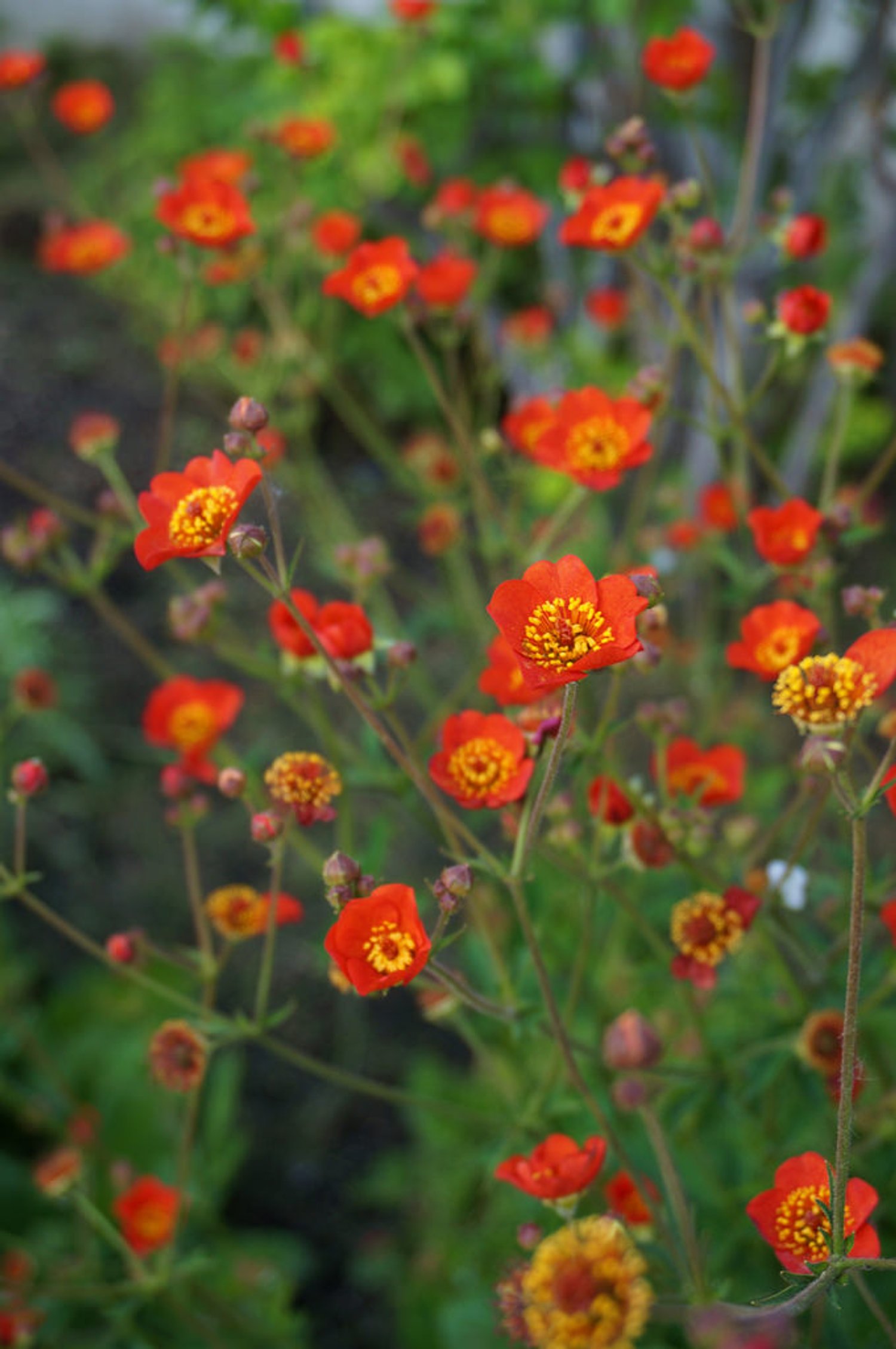 Geum Magellanicum