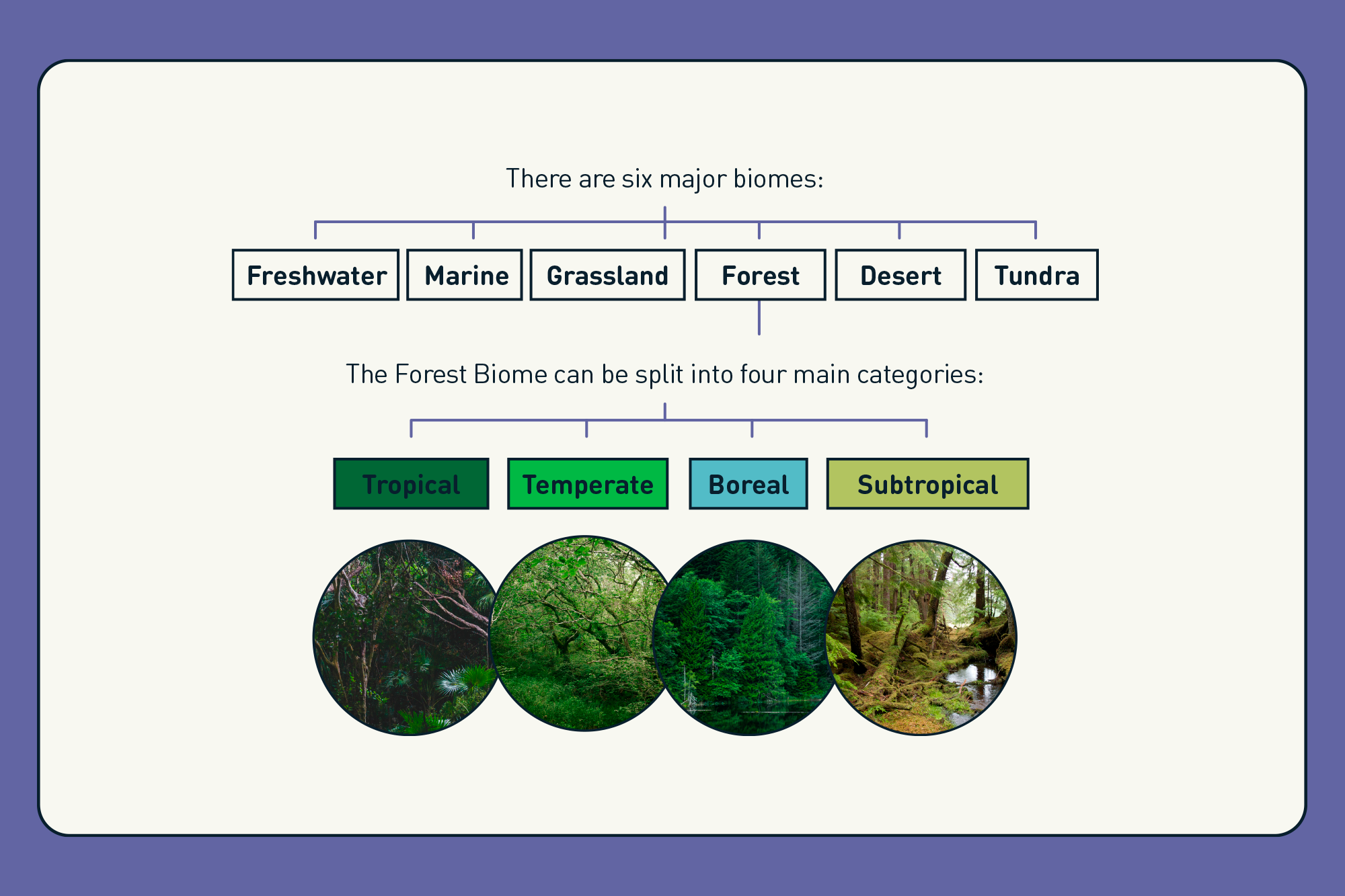 coniferous forest biome food web