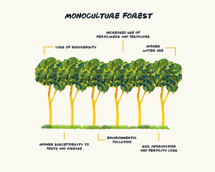 Why we need forest diversity? What is Forest Biological Diversity? SUGi