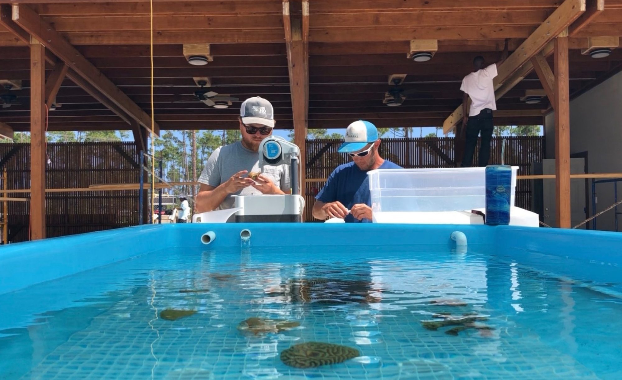Coral vita restore coral reefs