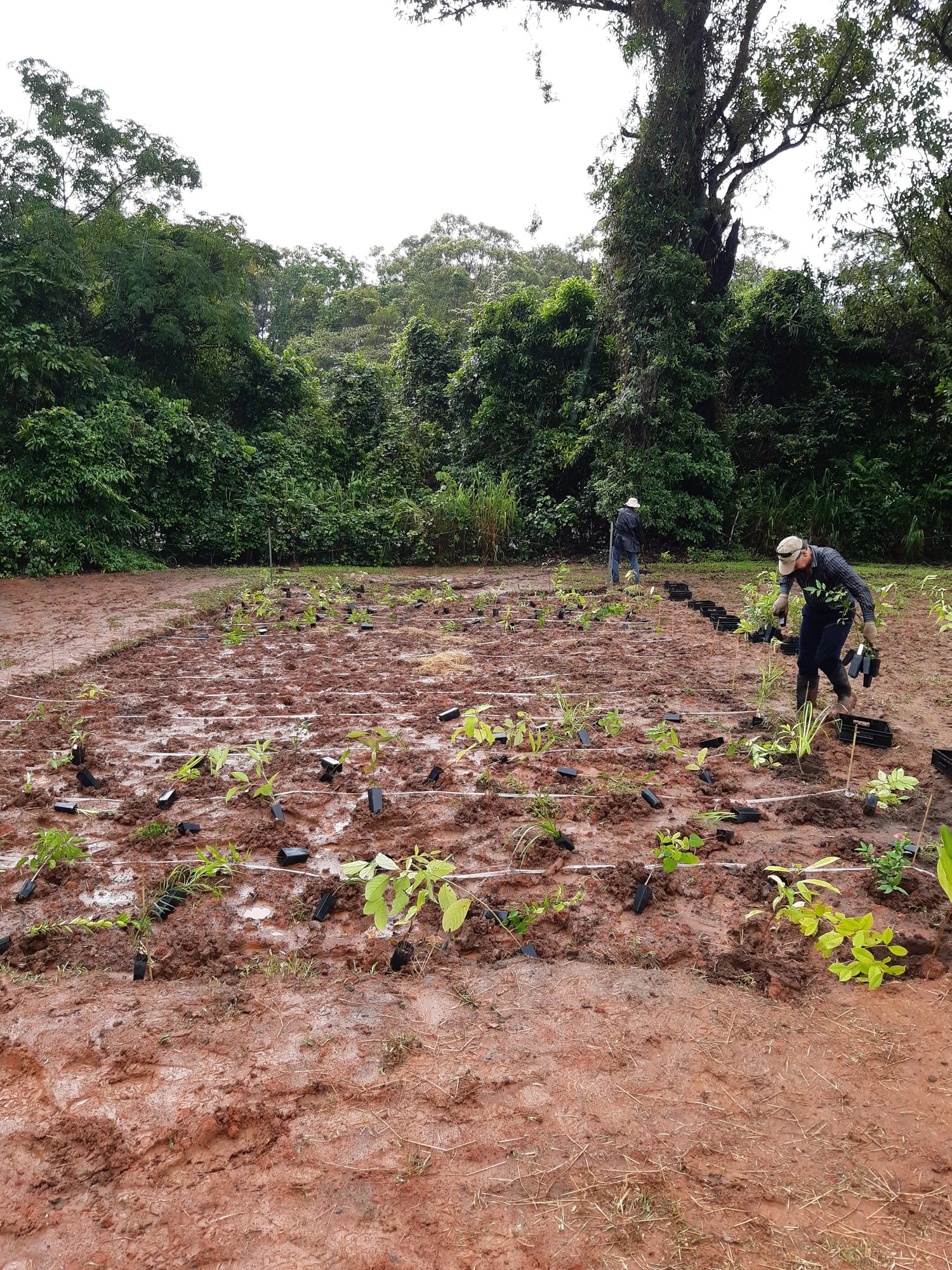 man planting green trees in dirt