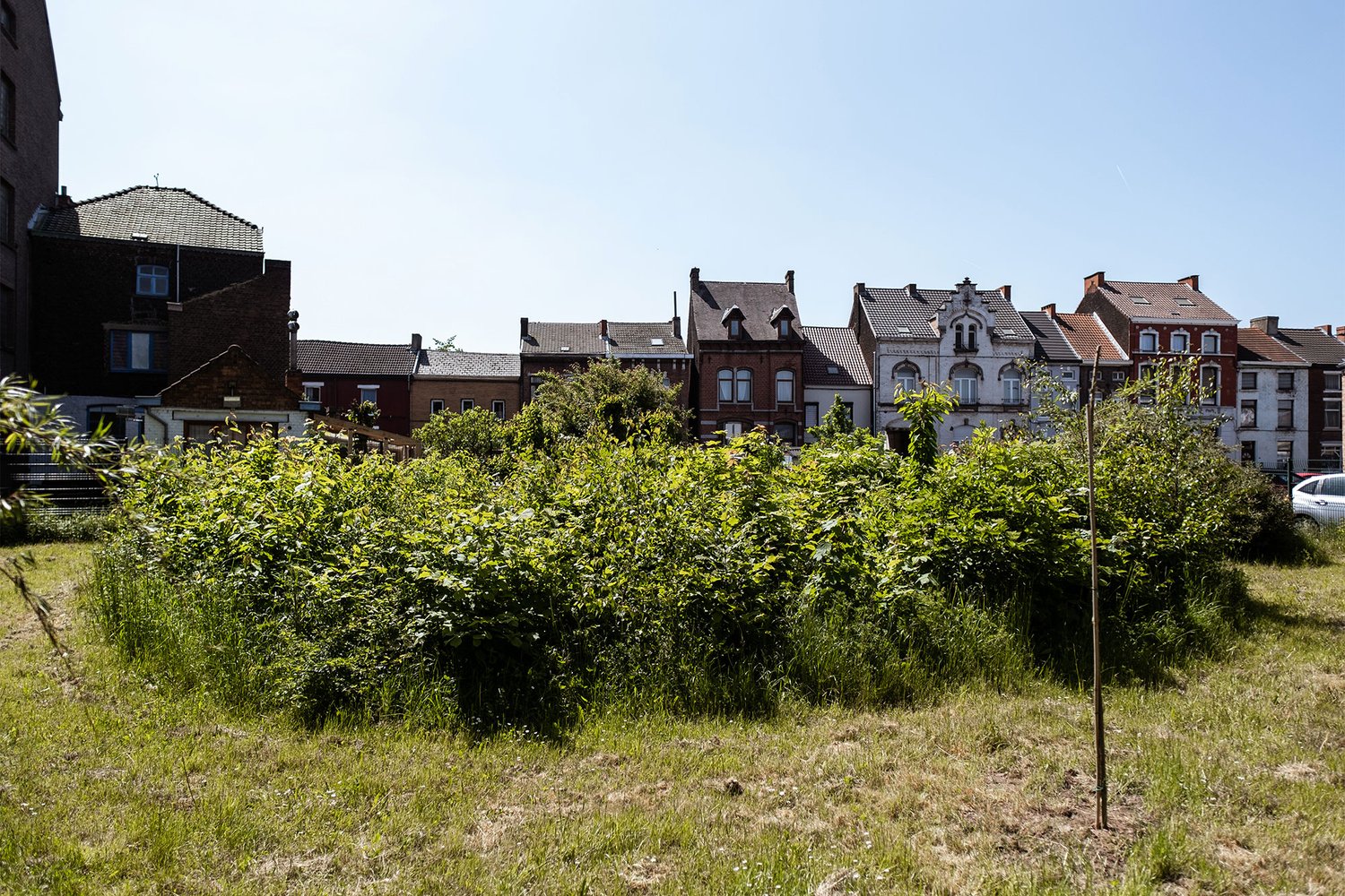green forest growth and houses