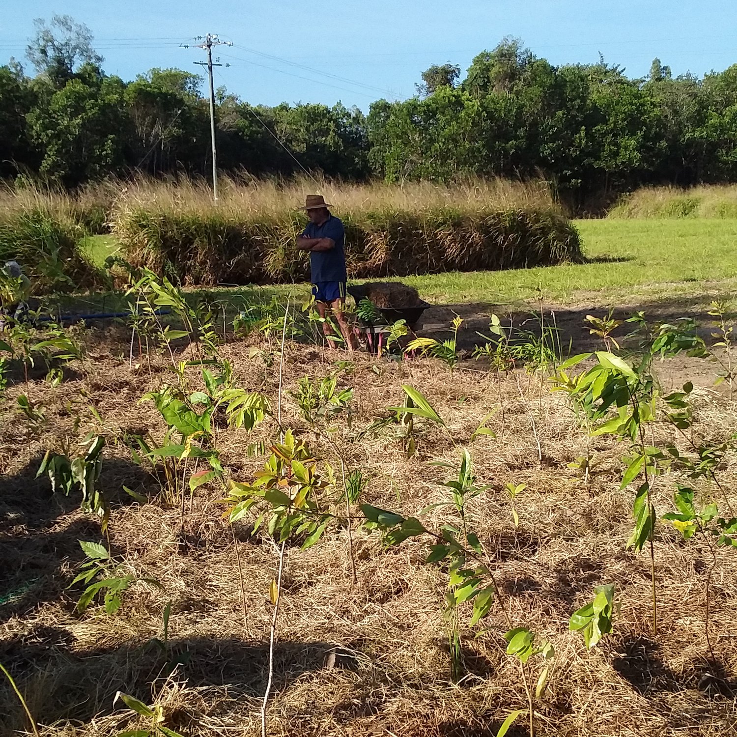 man in a field of sapling trees