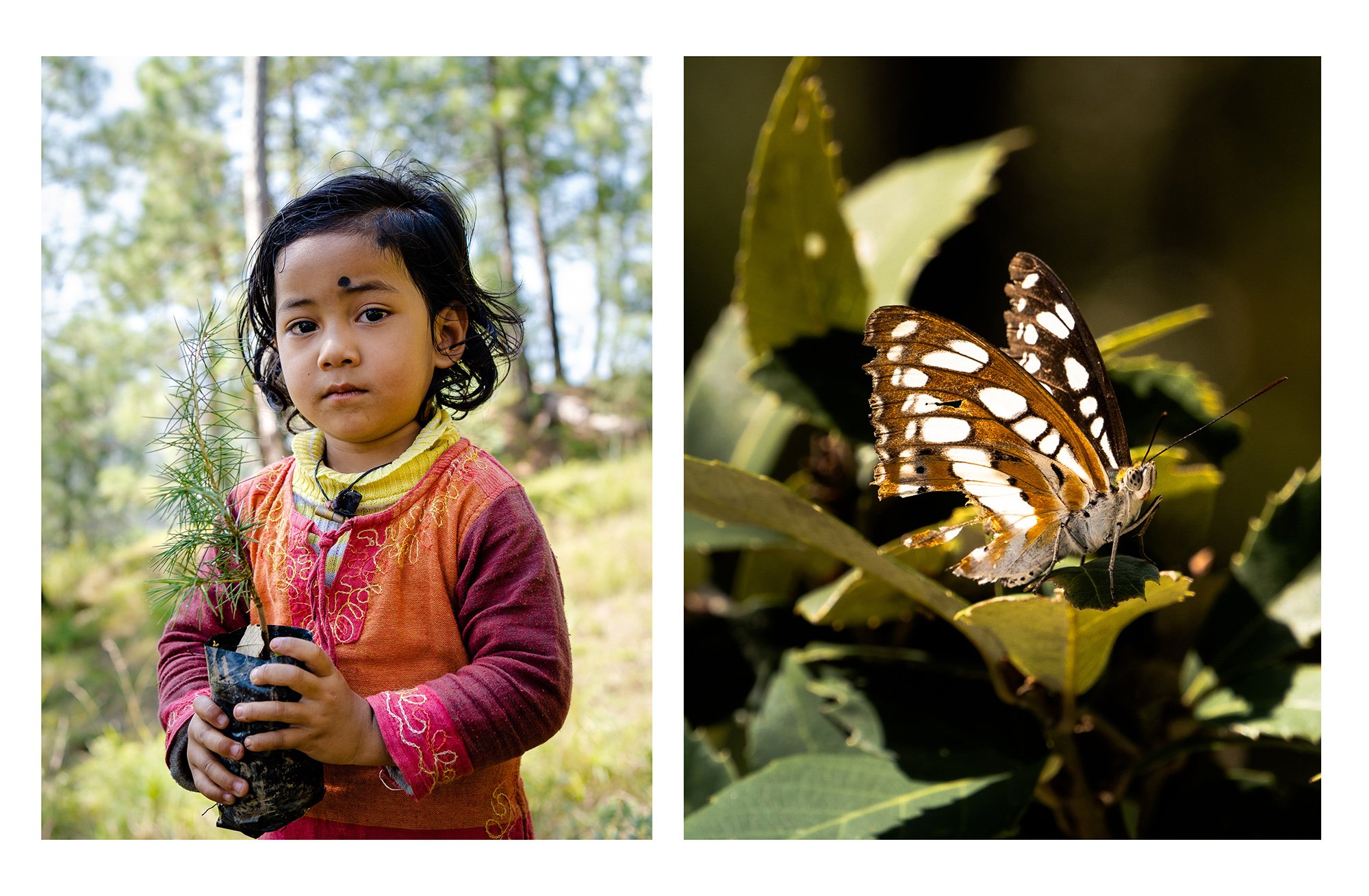 a girl holds a sapling next to a butterfly