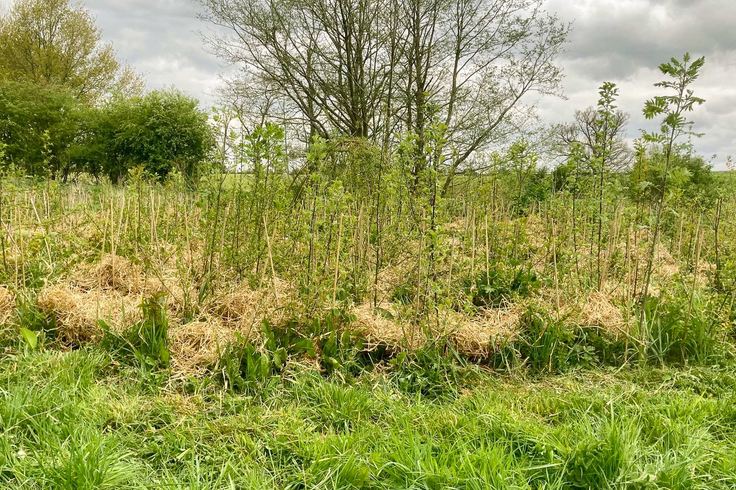 a green forest