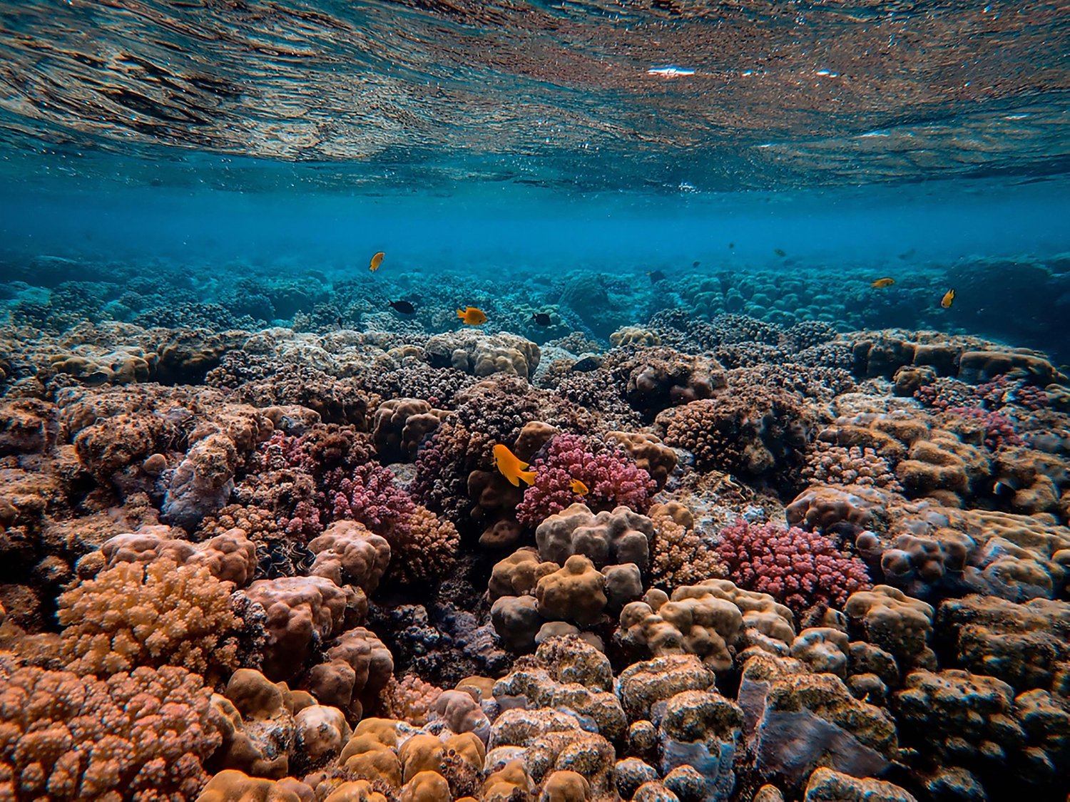 Restore ocean ecosystems