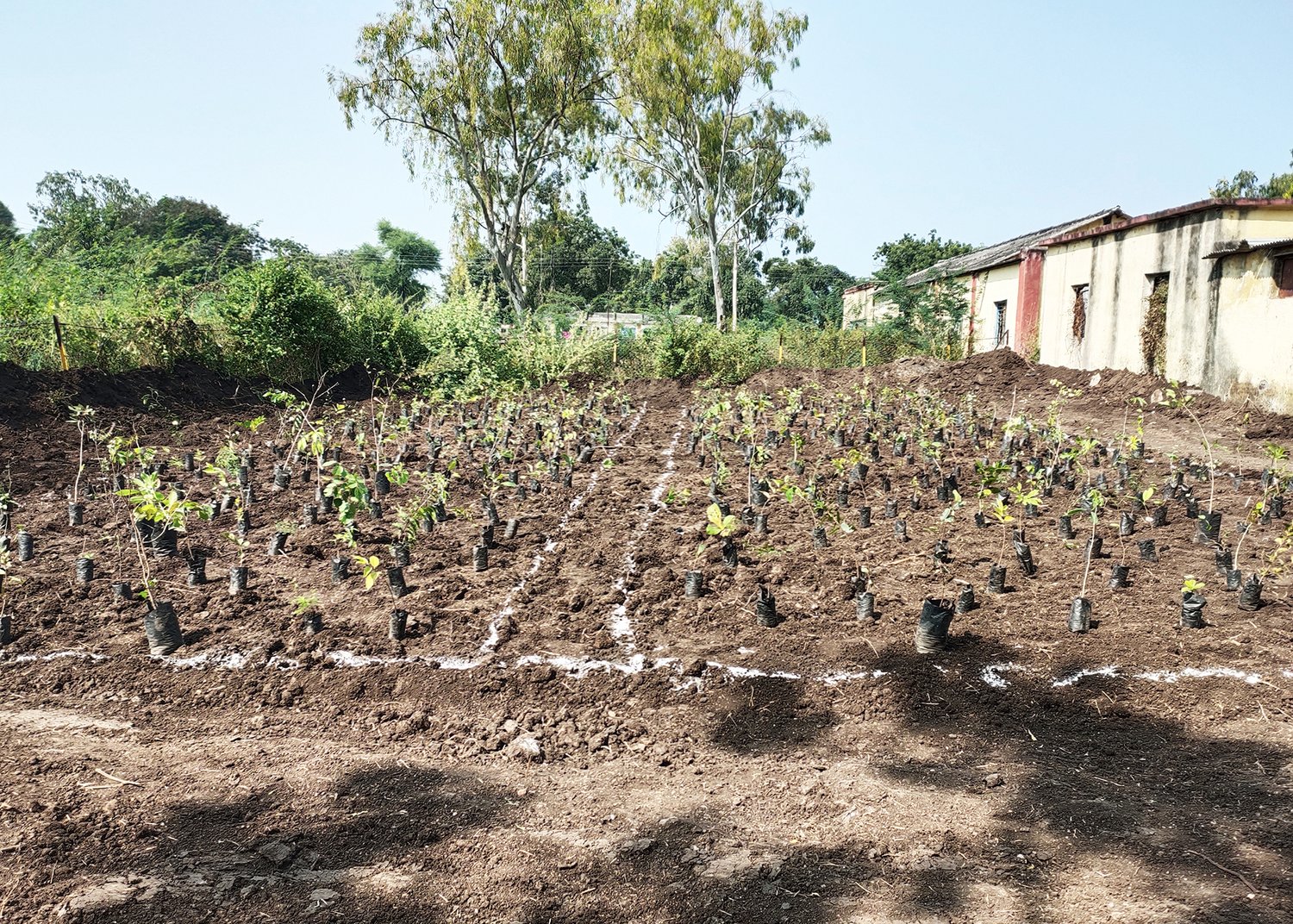 a dirt field with green saplings