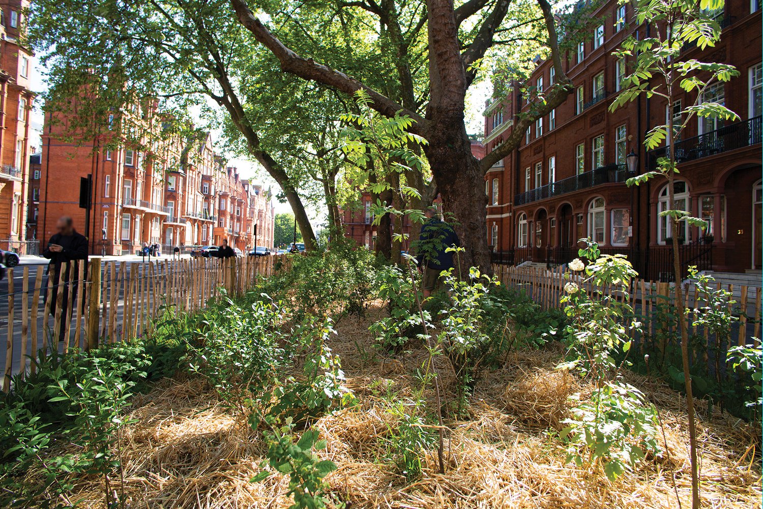 trees, sidewalks and cars