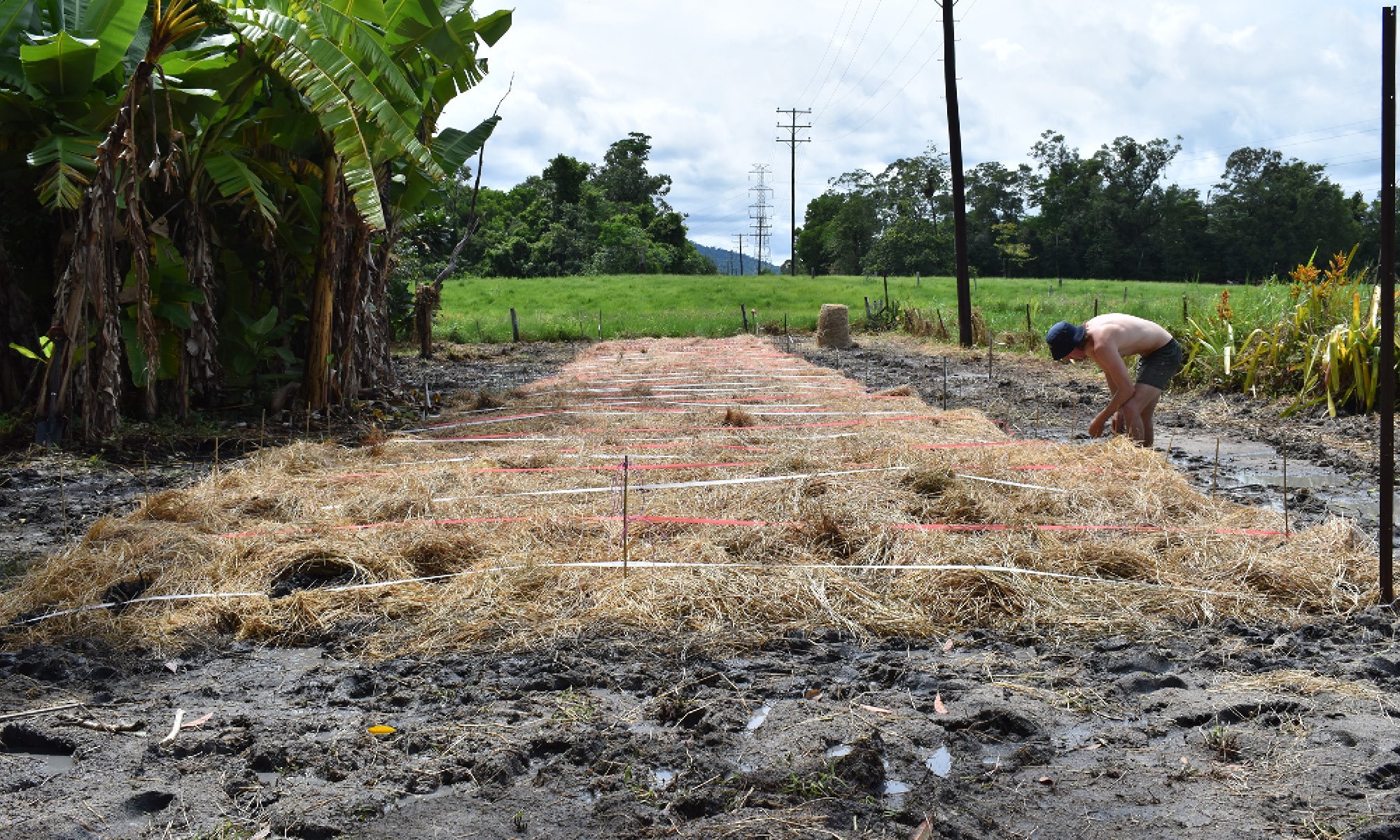 Planting at Tully