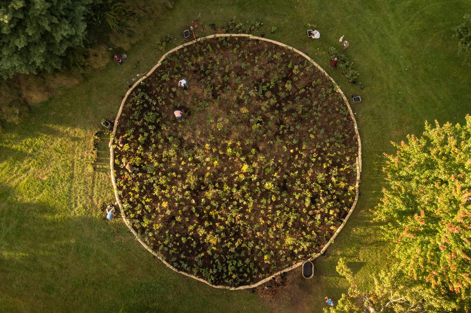 circle of trees