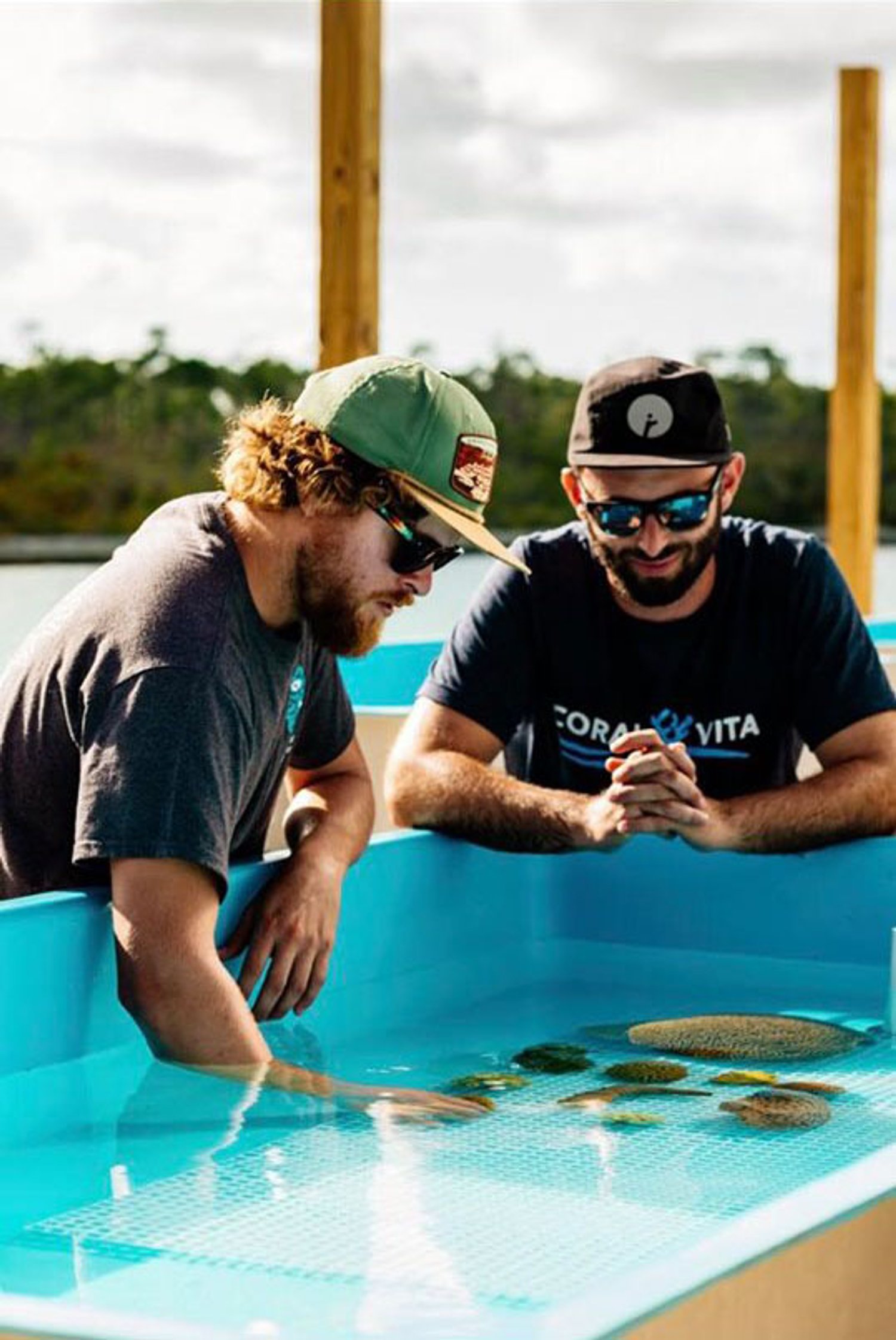 how to plant a coral with coral vita