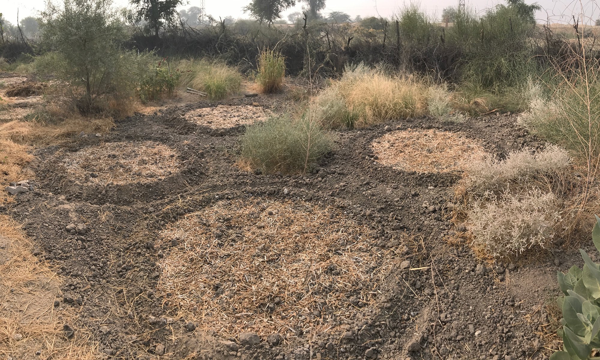 Maruvan Planting