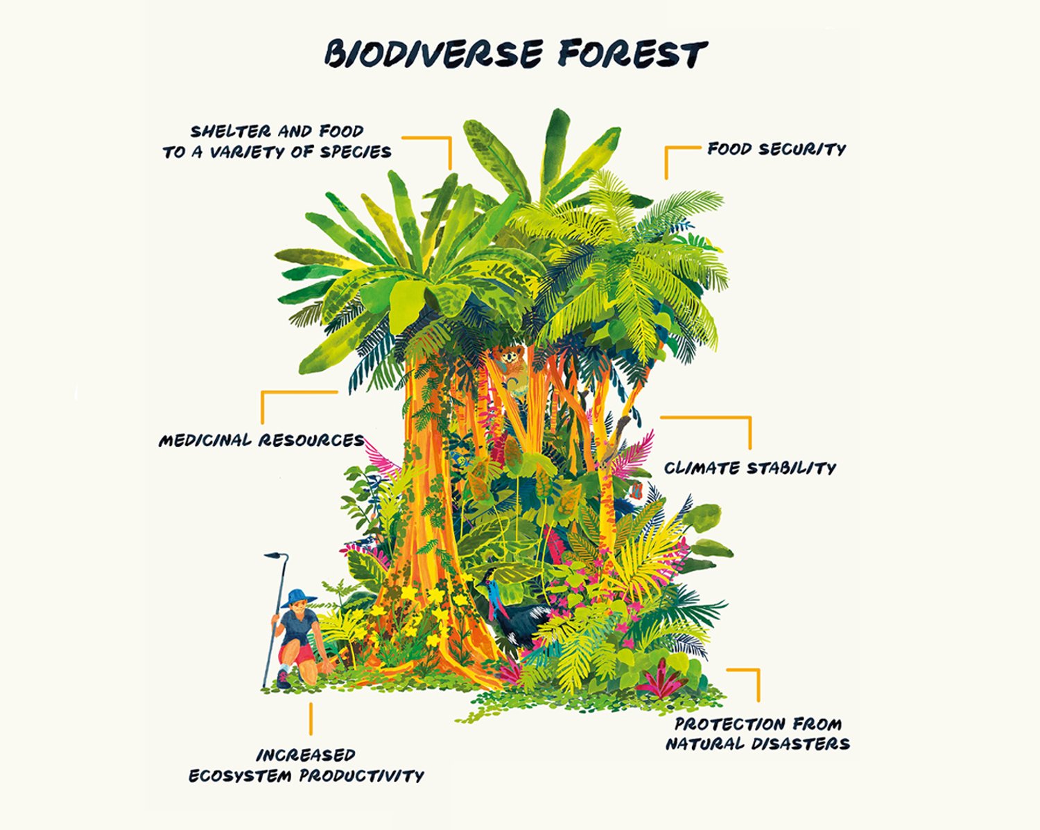 What Is Forest In Simple Words