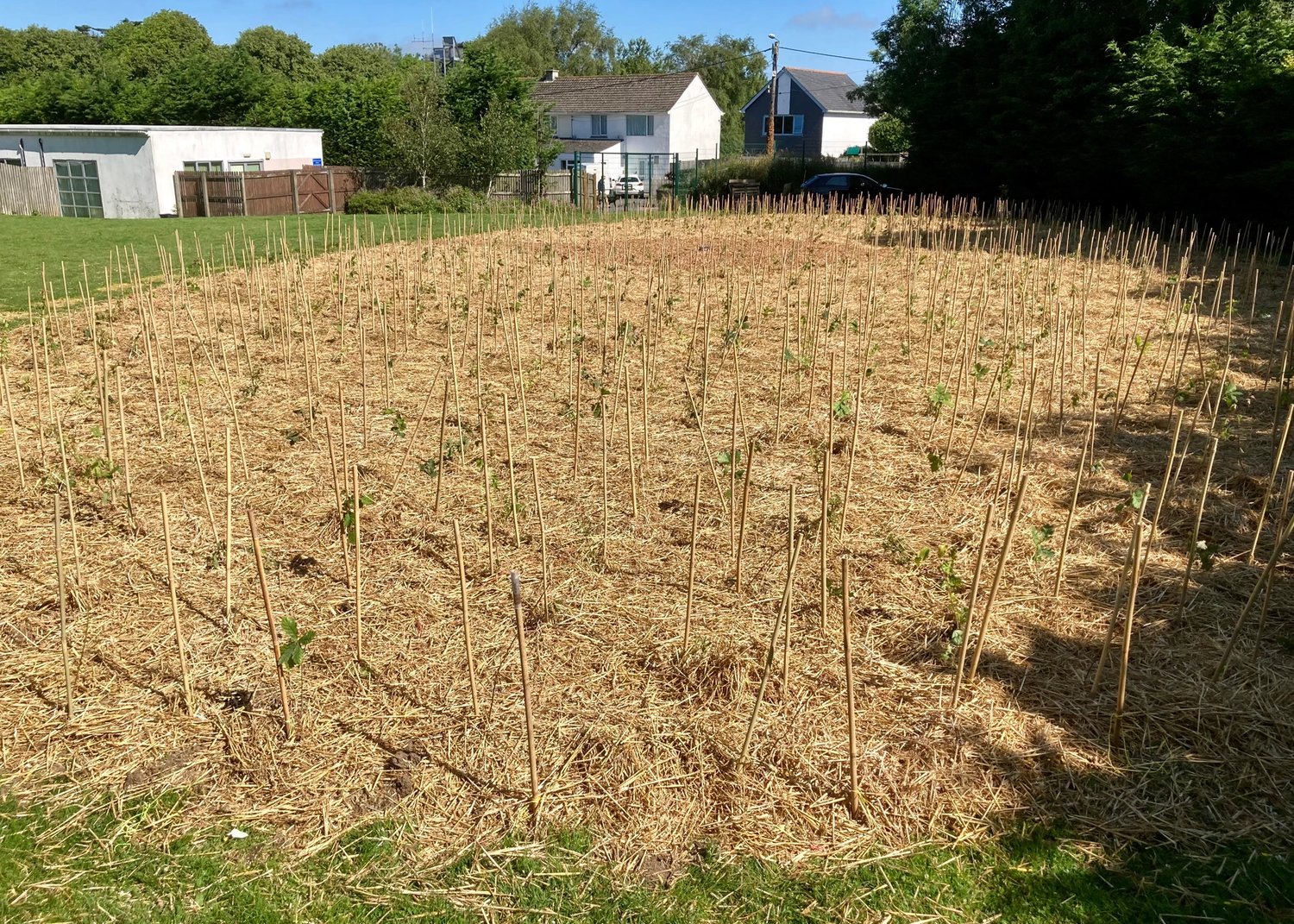 a brown field