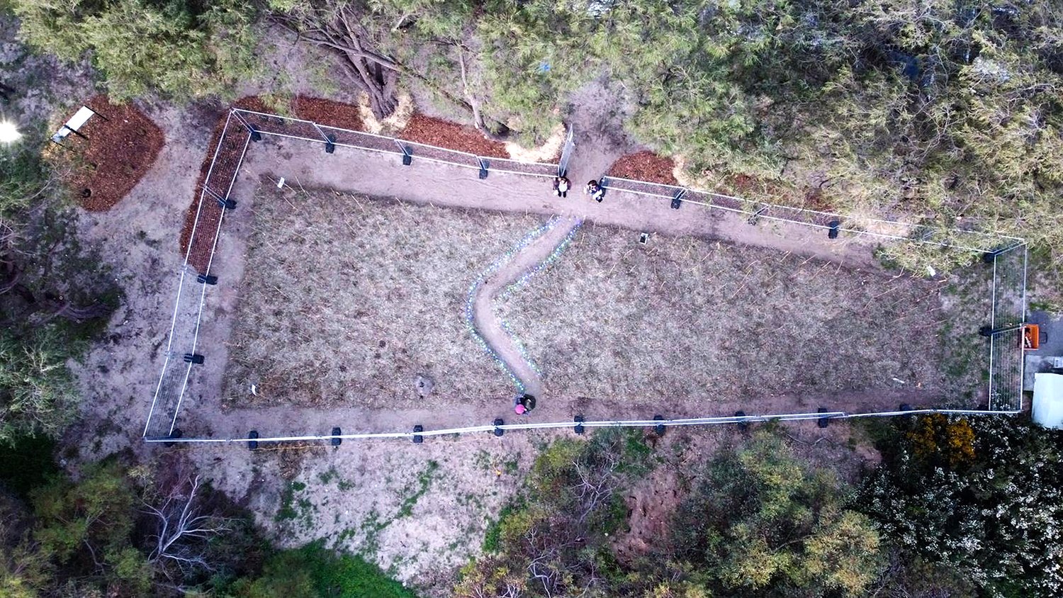 aerial view of a planted forest