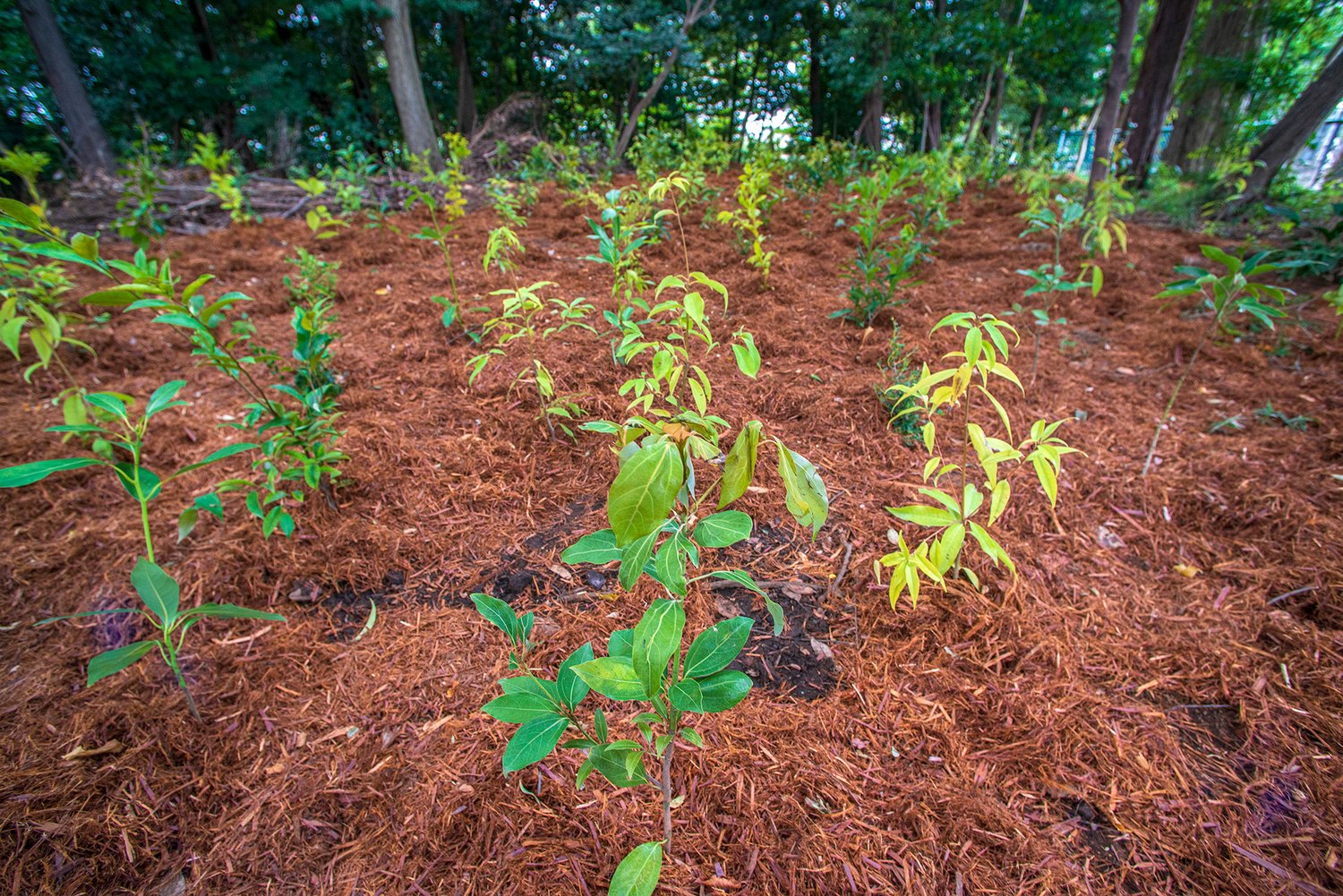 freshly planted saplings