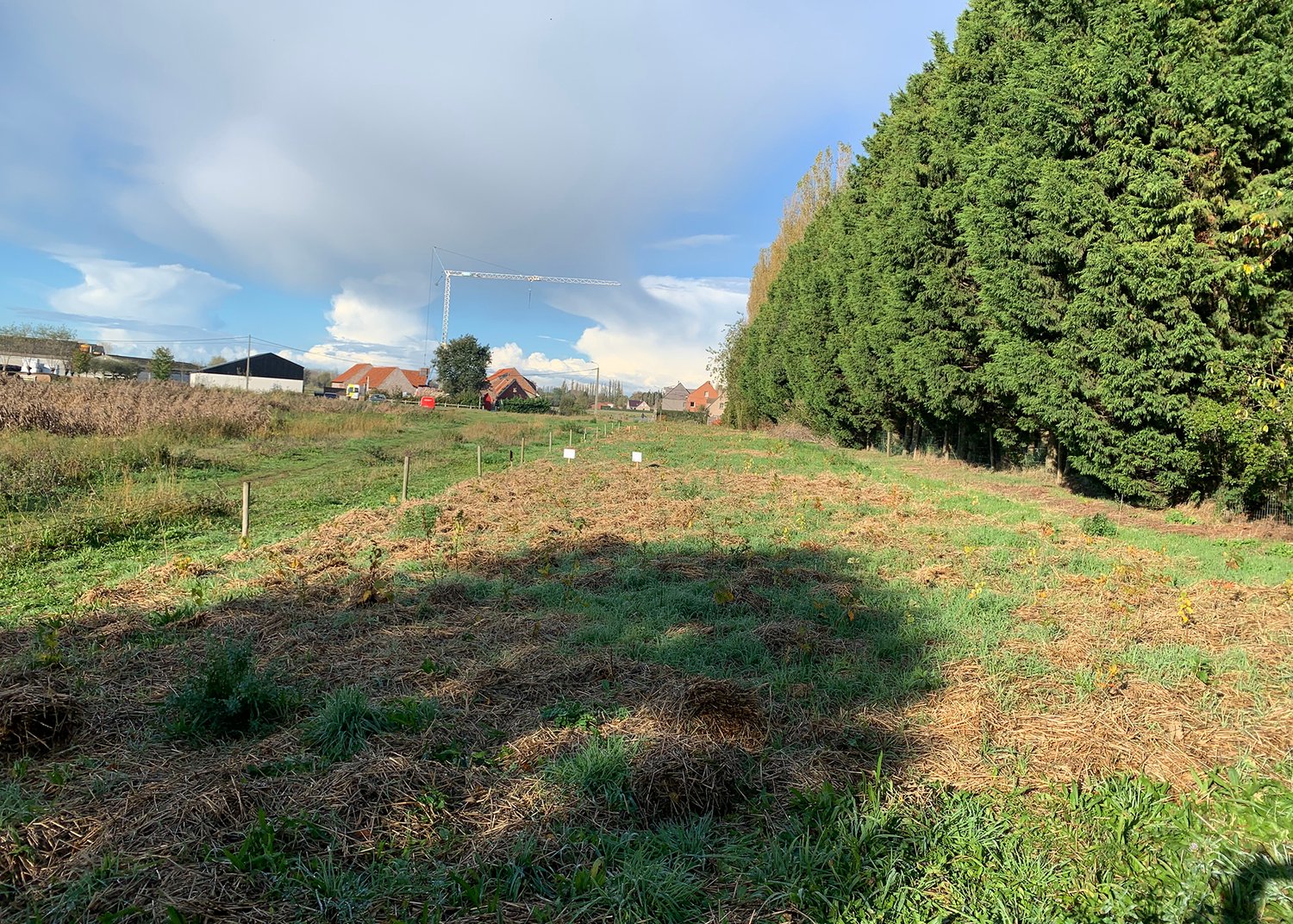 green field and trees