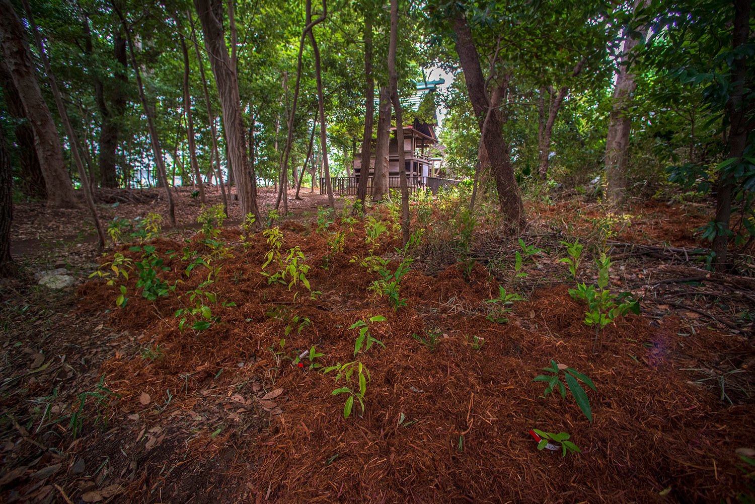 tree saplings in a forest