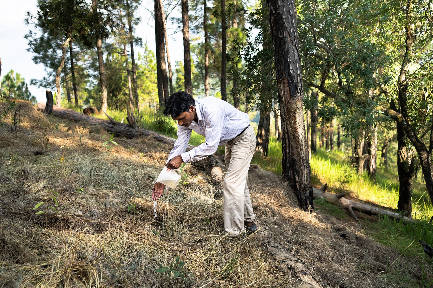 a man waters a sapling