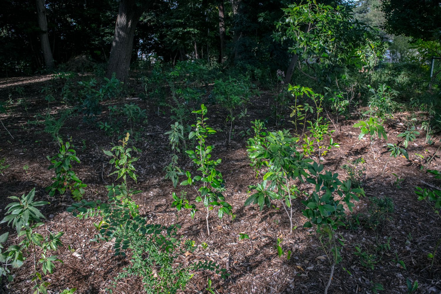 tree saplings in a forest