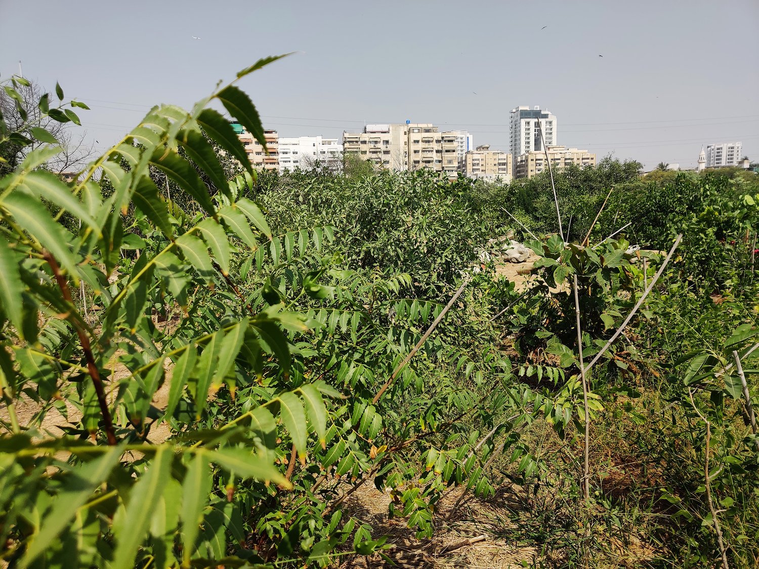 trees and buildings