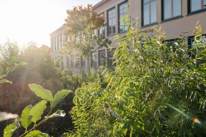 sustainability projects sugi bonduma