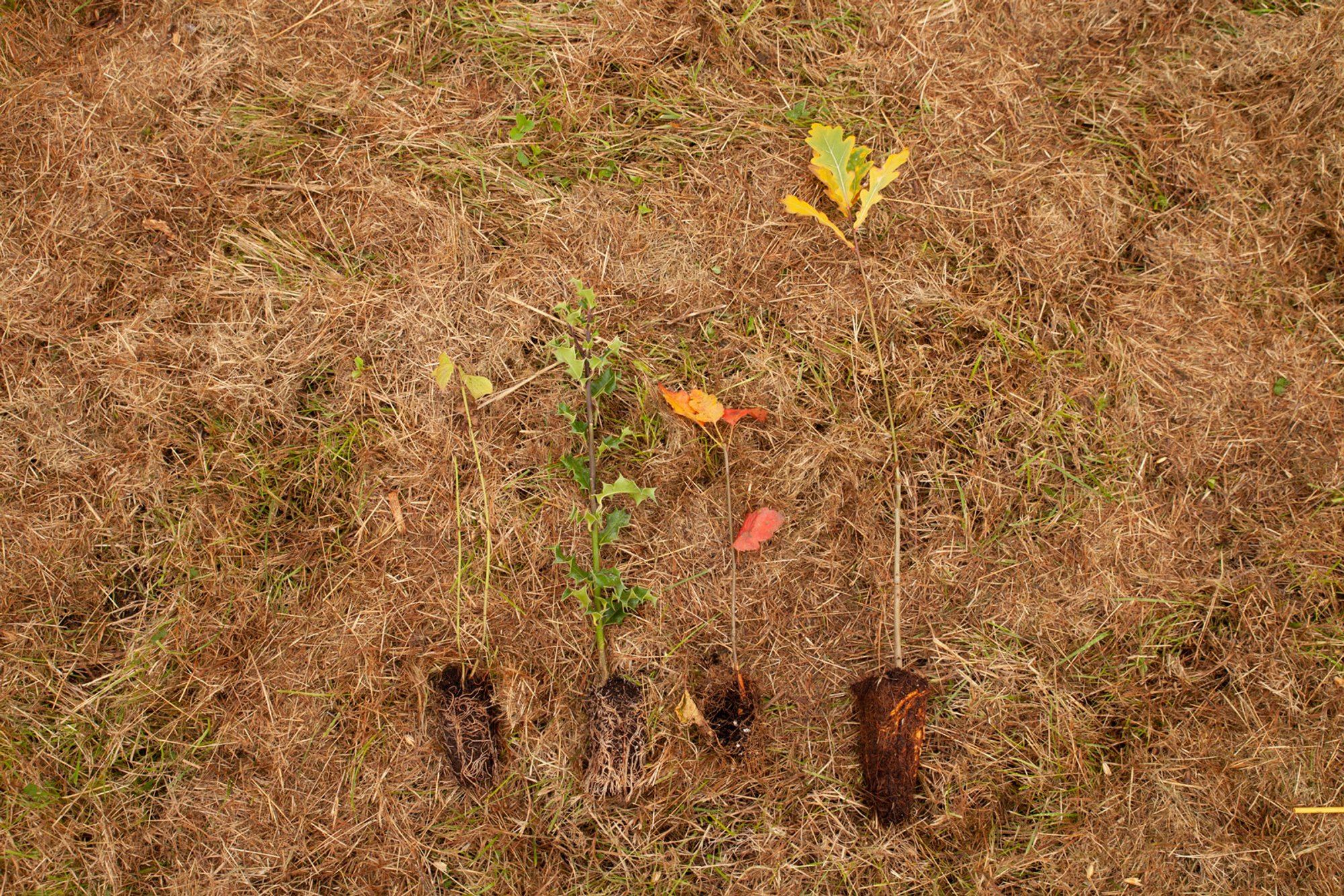 tree saplings on the ground