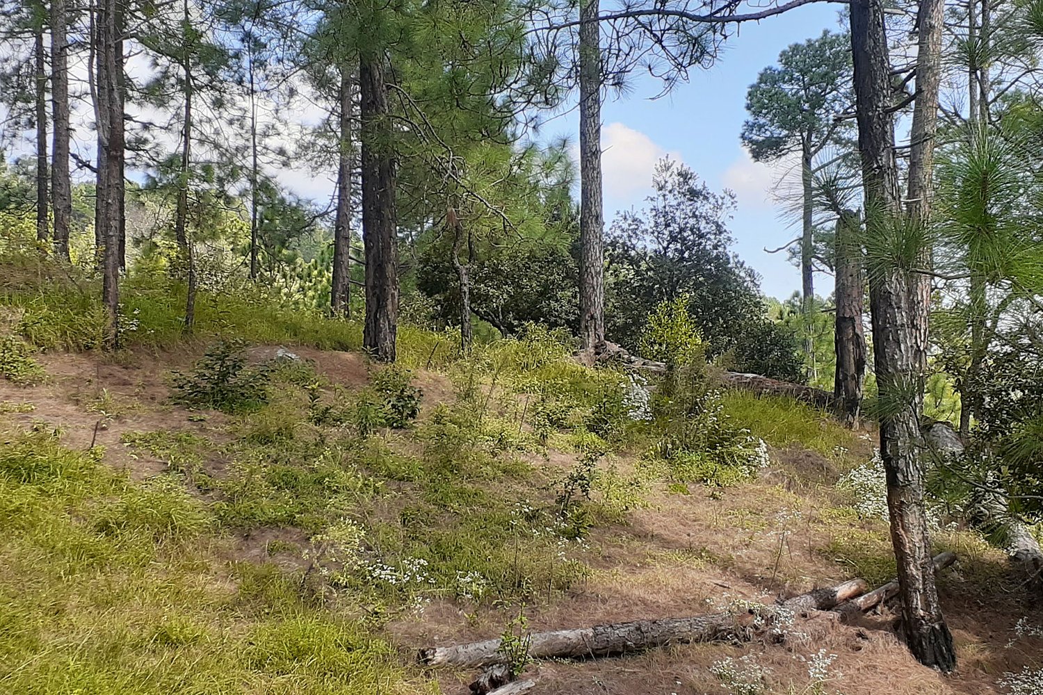 green saplings in a forest