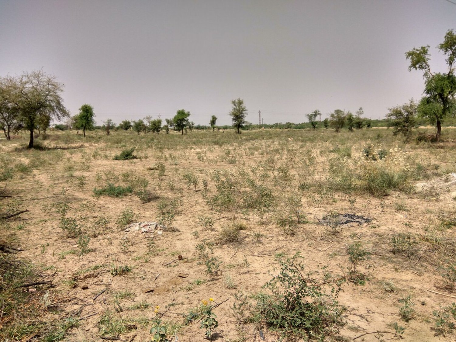 Lost desert forest in India