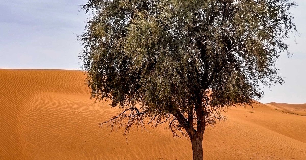 Ghaf Trees – SUGi