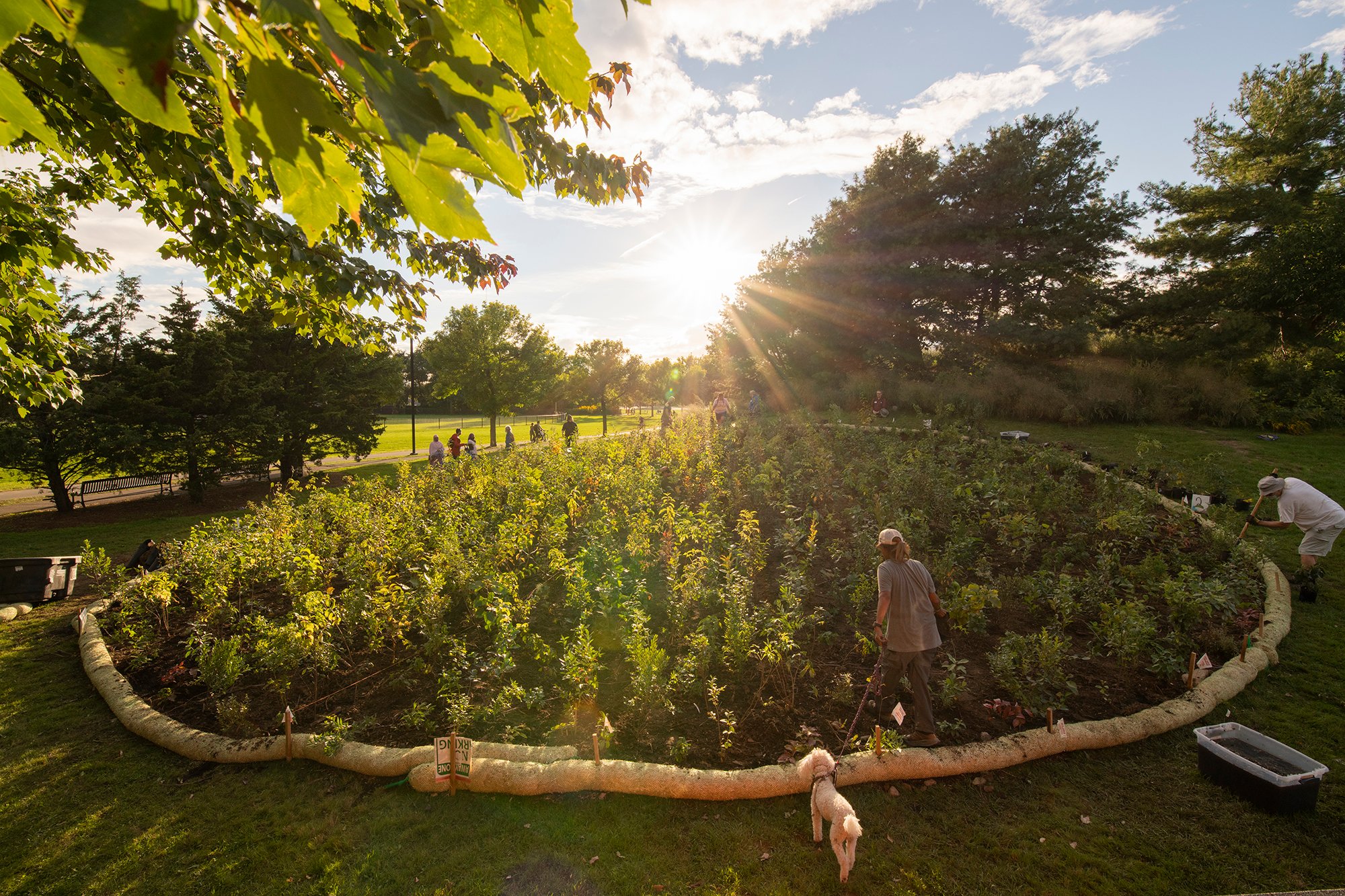 circle of trees and sunlight