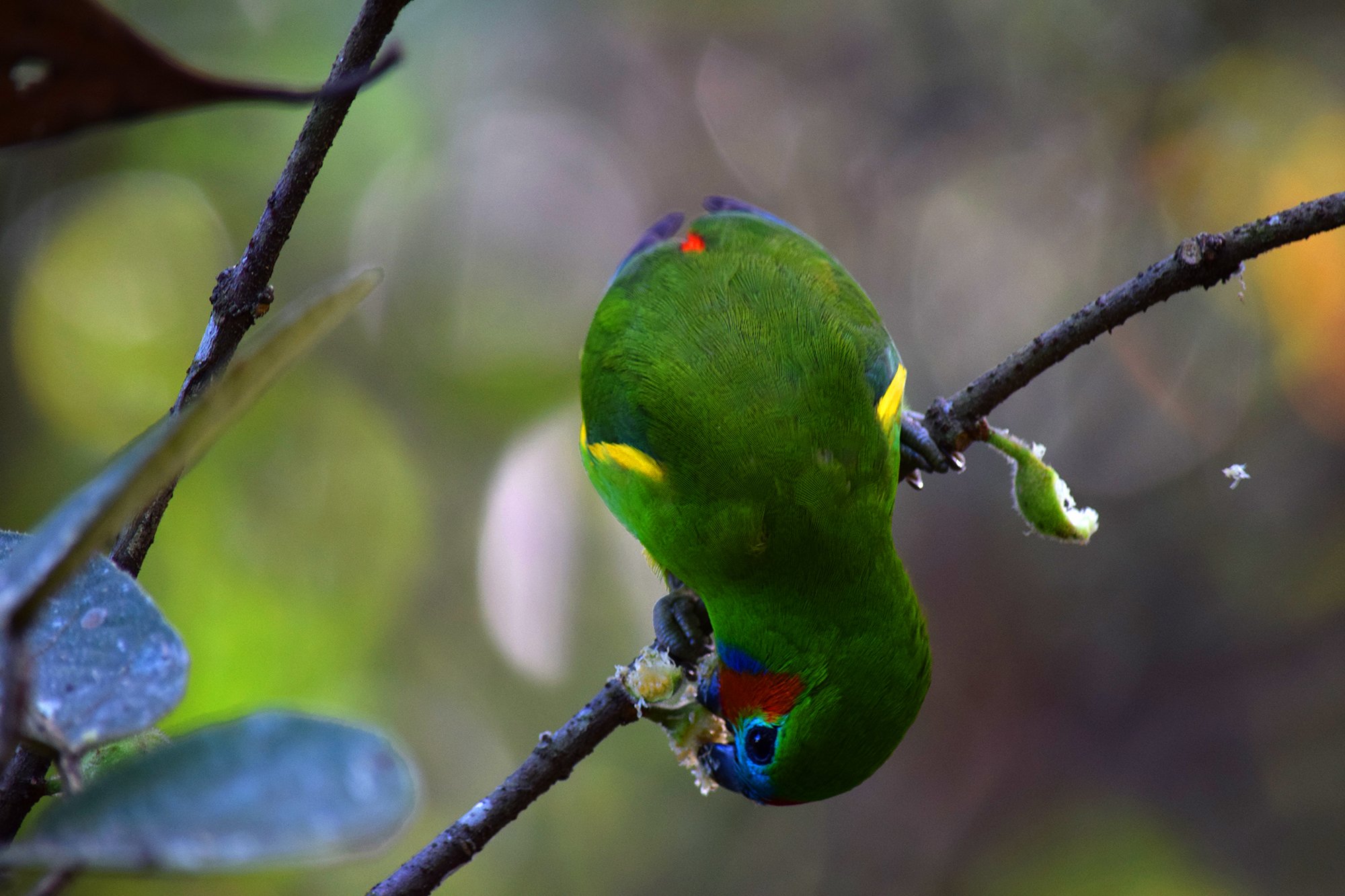 Biodiversity restoration in Australia