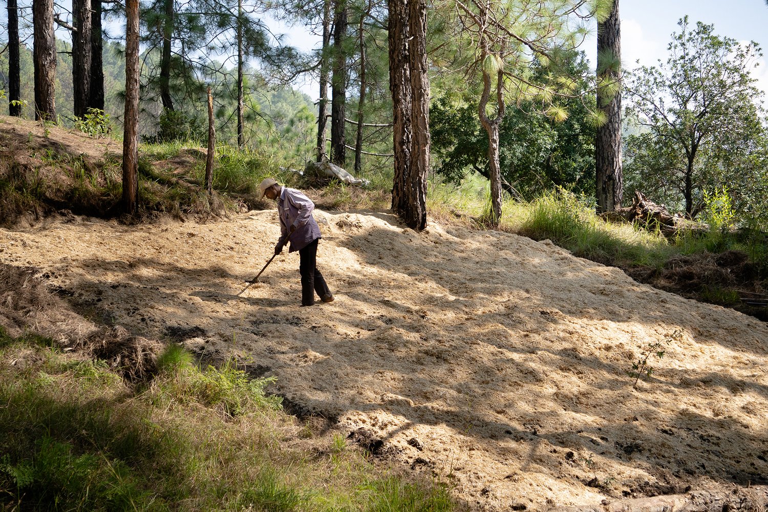 man stands in a clearing in a forest