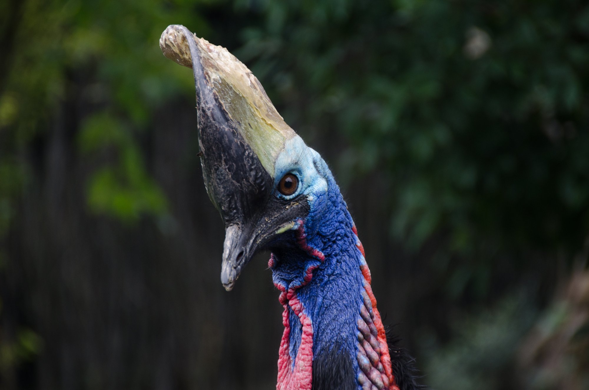 Cassuary Bird endangered