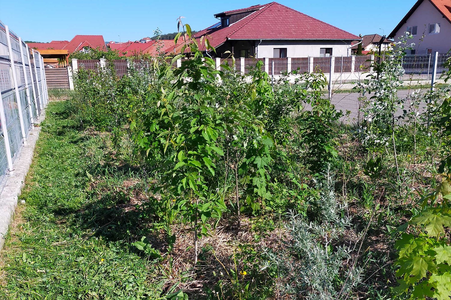green plants with a building in the background
