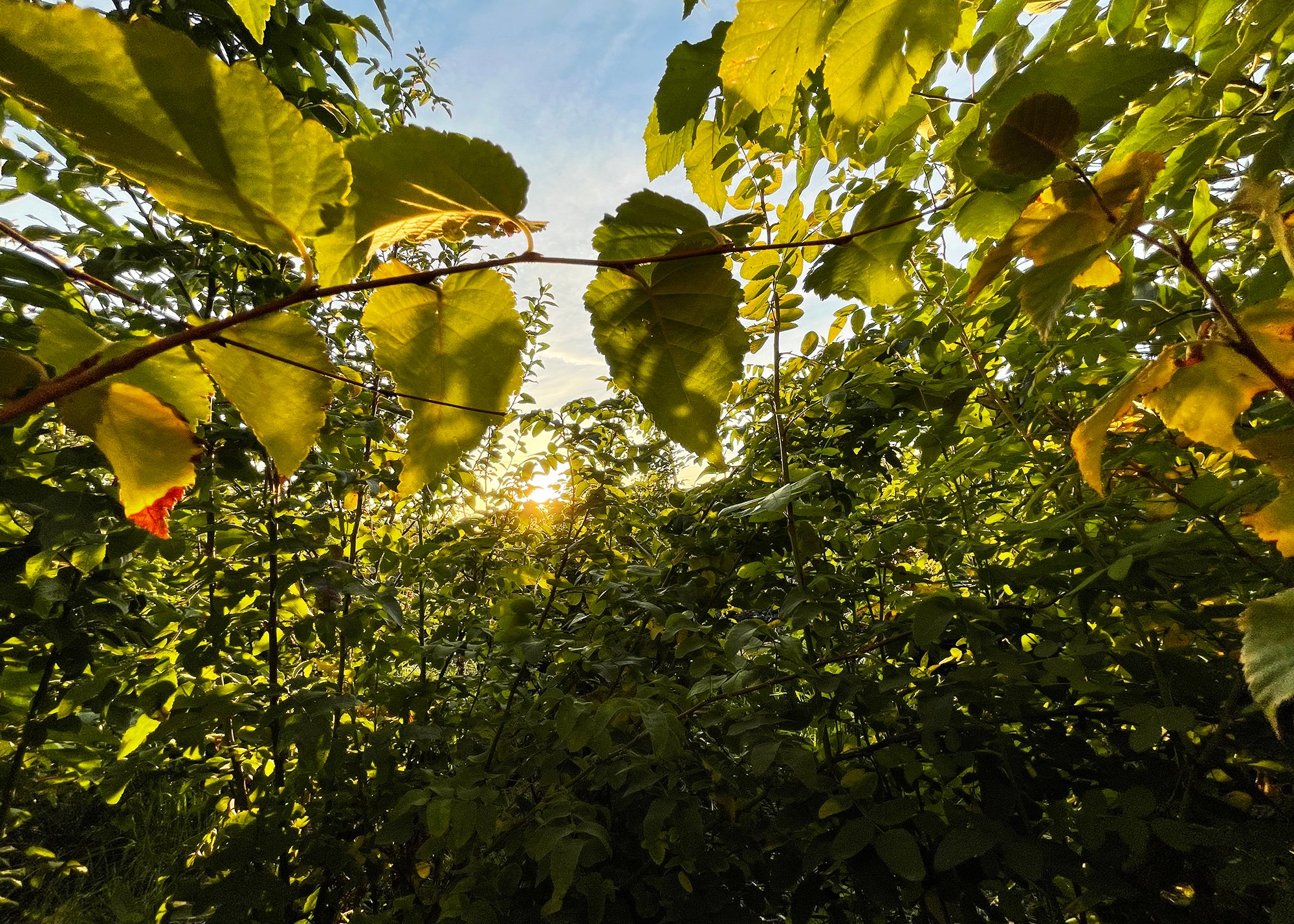 green trees