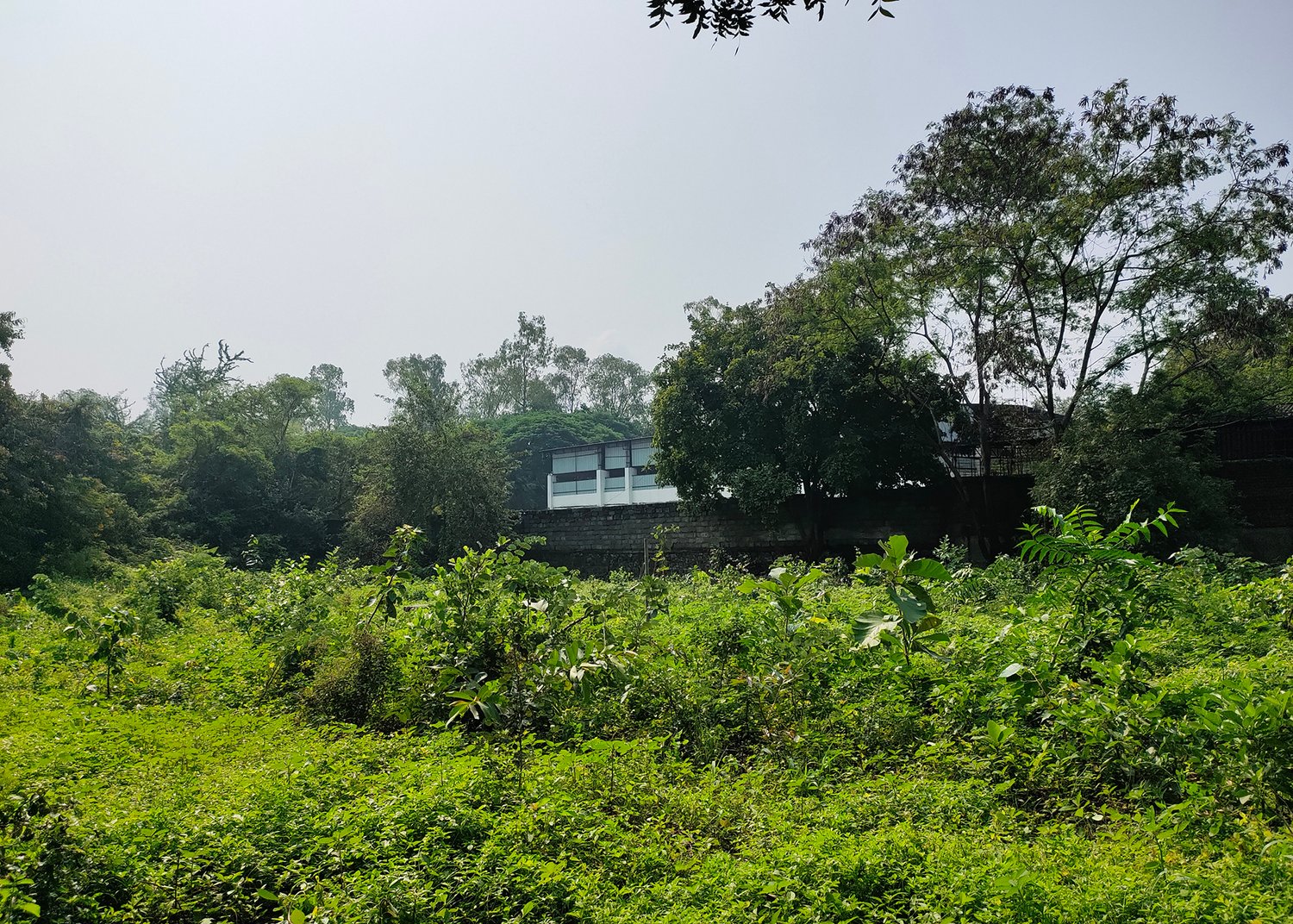 a green field and a house