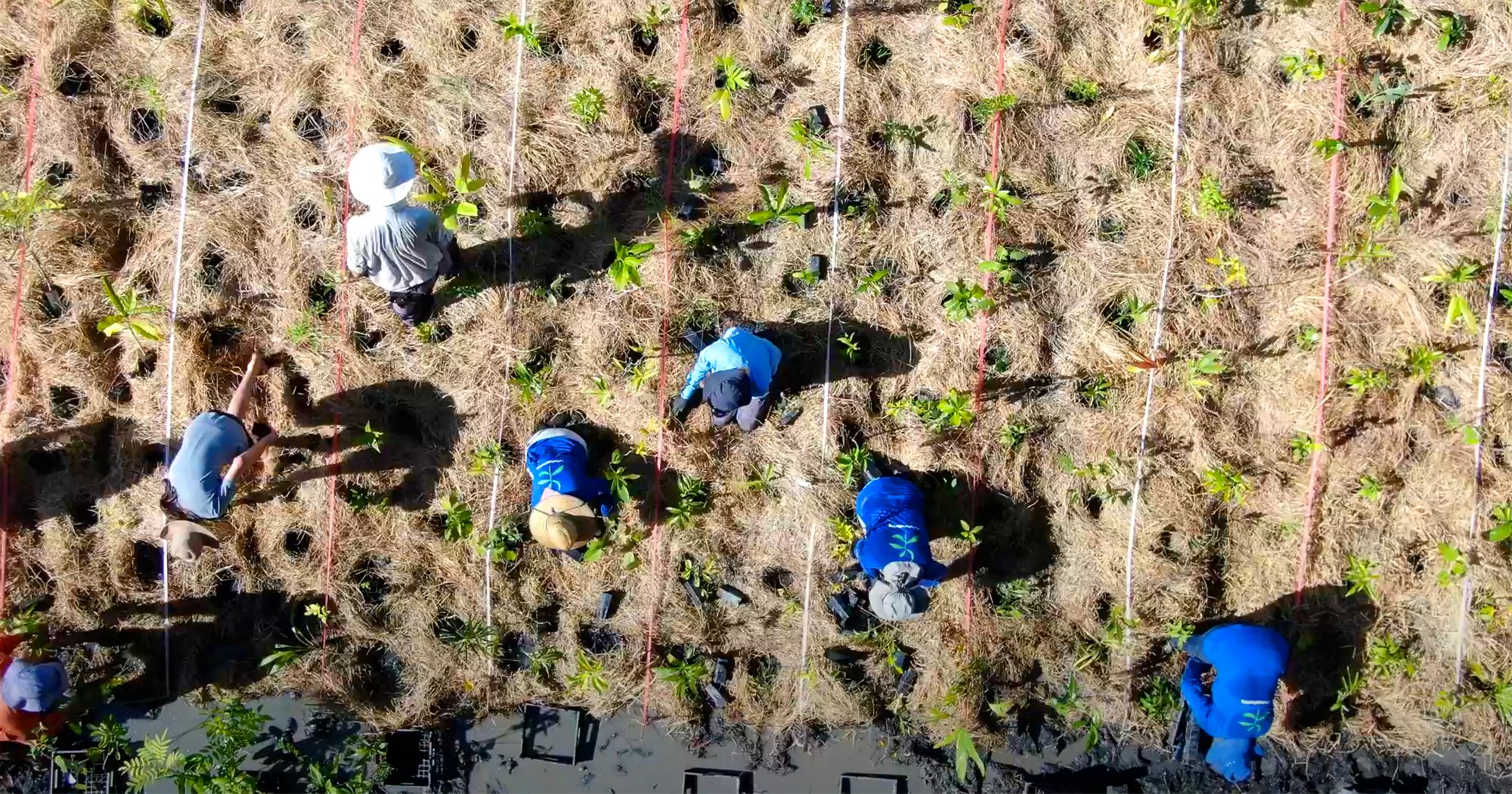 people plant trees in a field