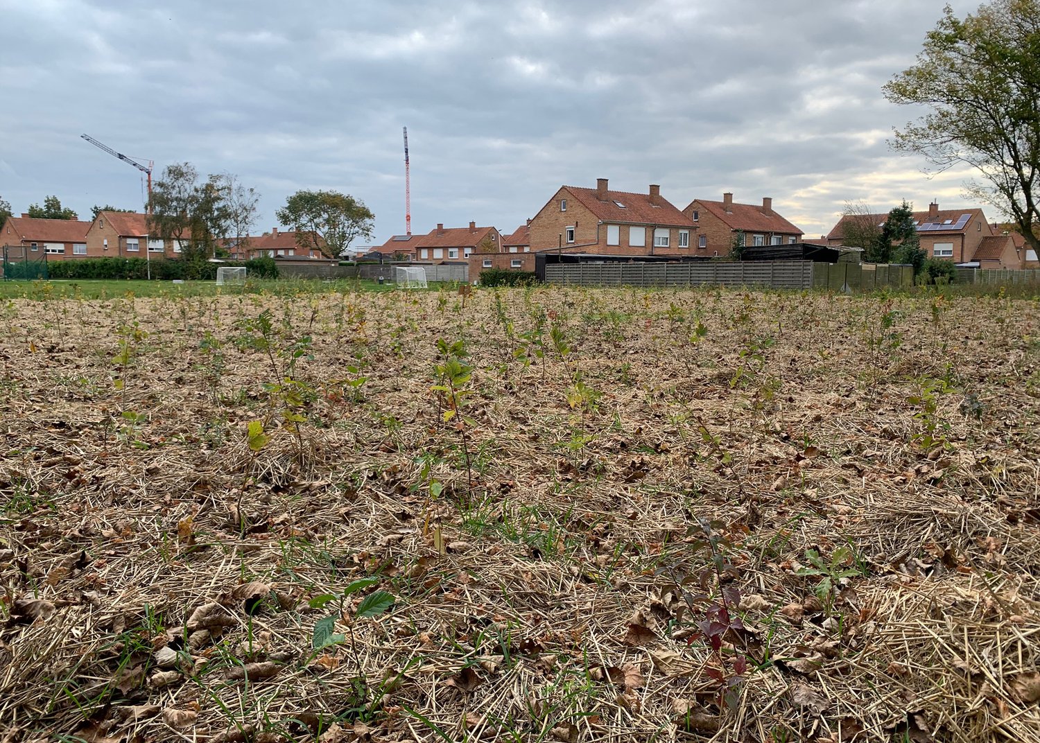 saplings planted in a field with a house in the background