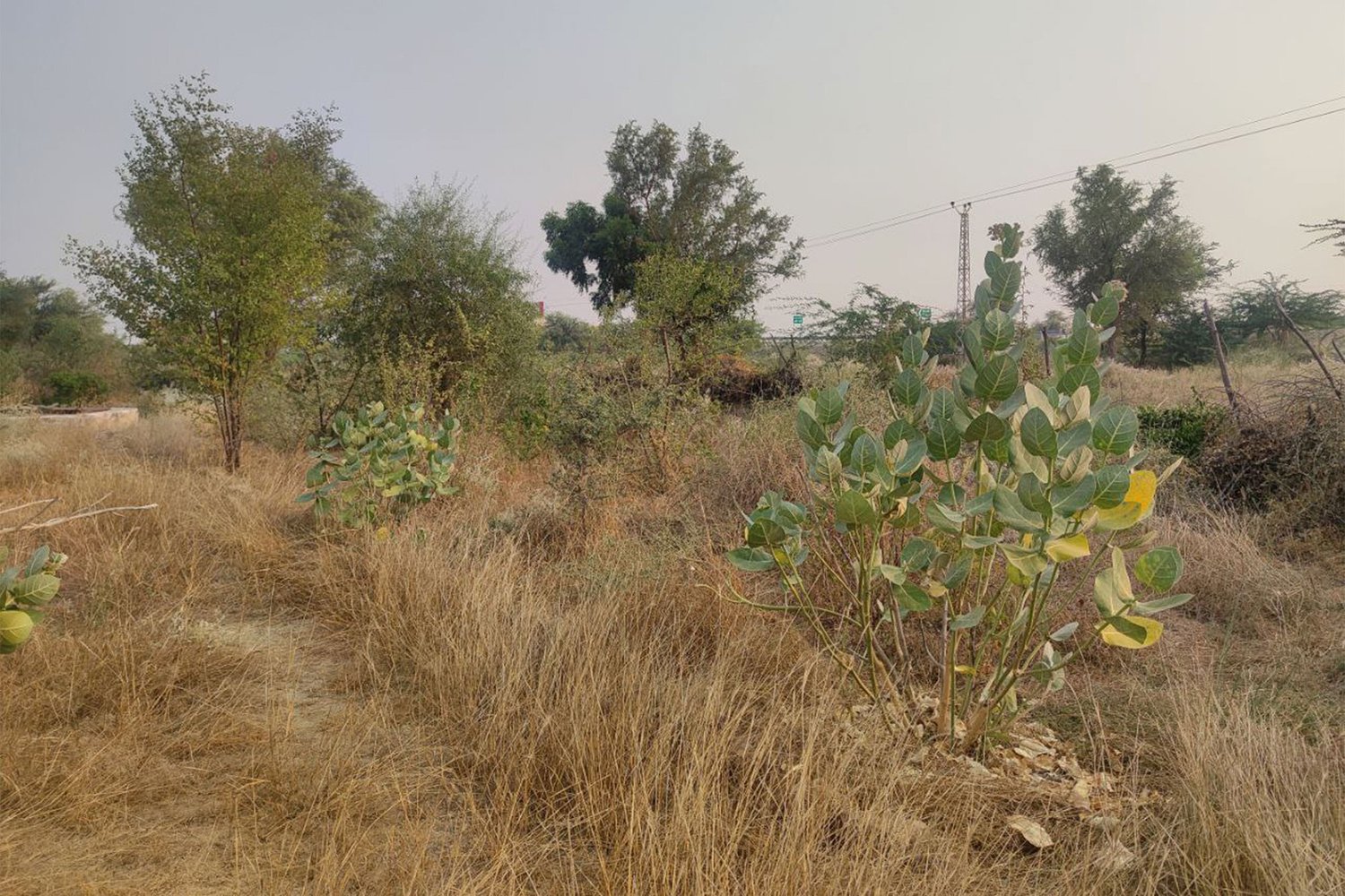 9 month old Miyawaki Forest at Maruvan.