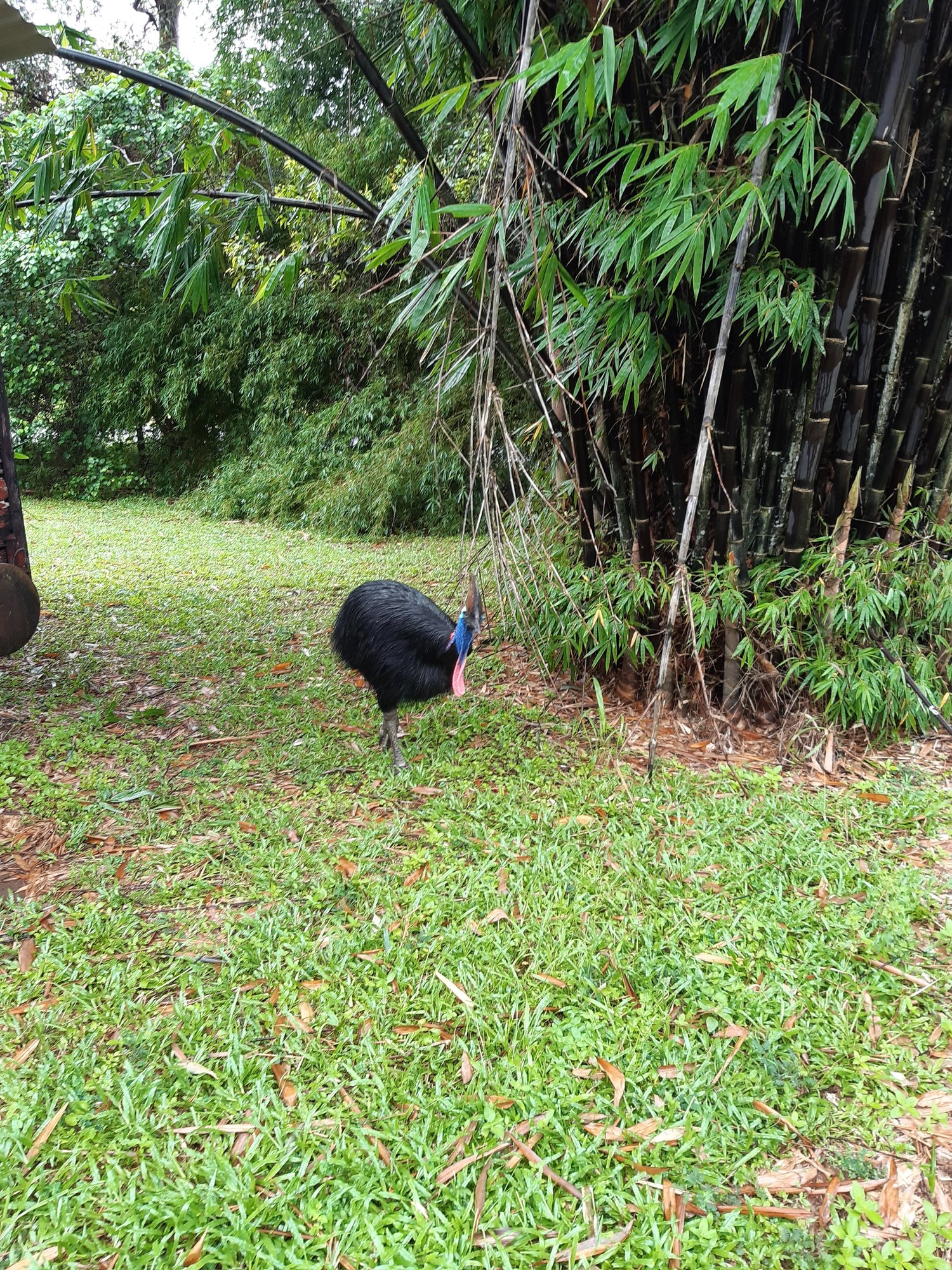 cassowary