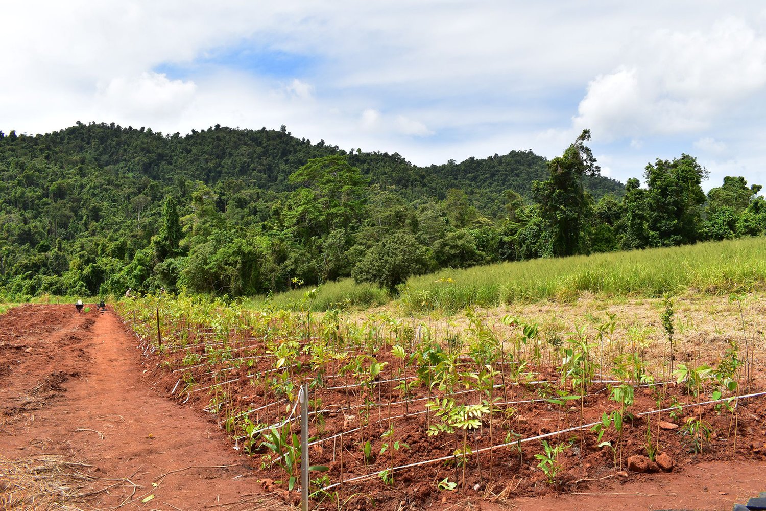 green sapling growing out of red dirt