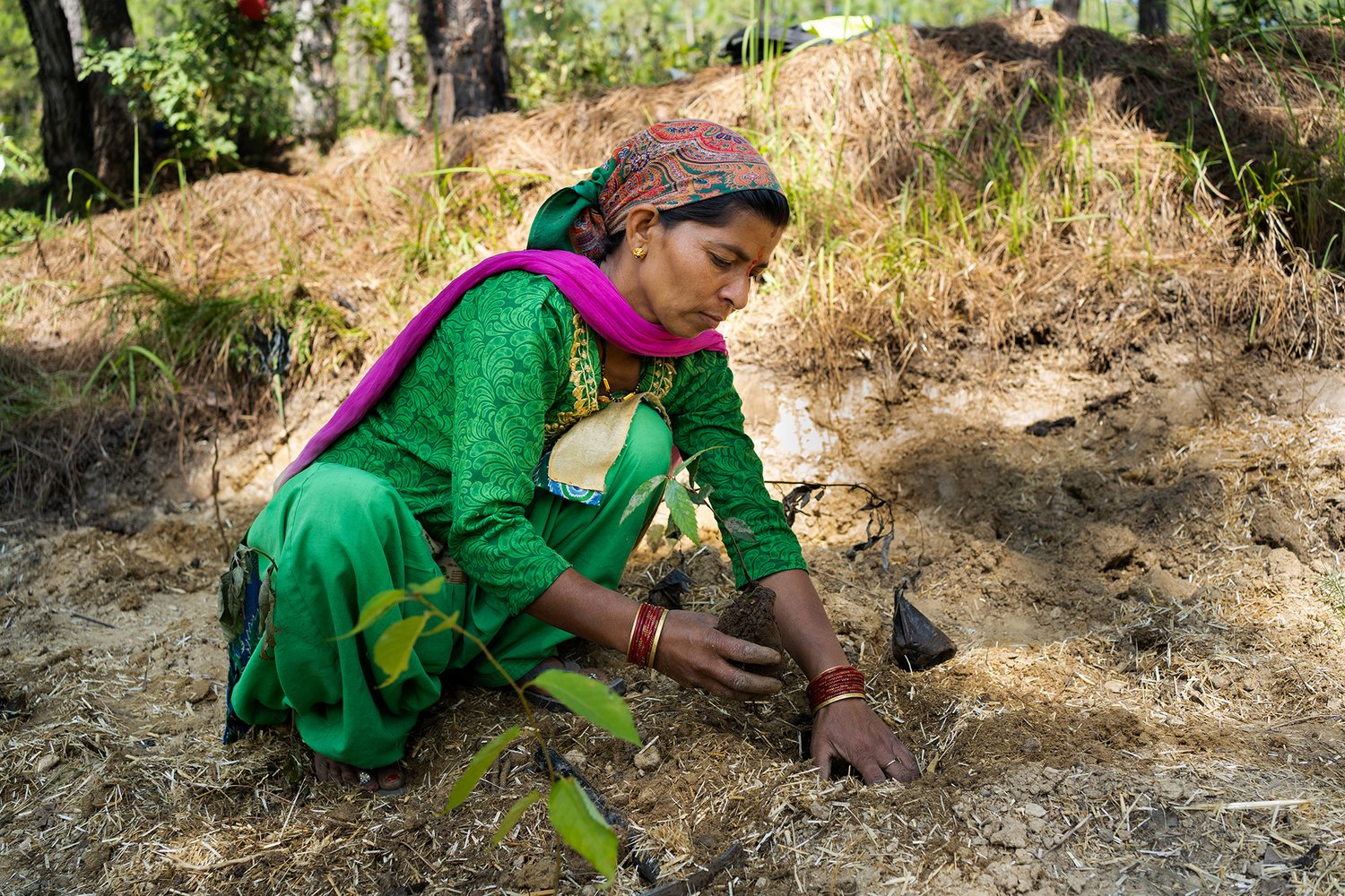 a woman plants a sapling
