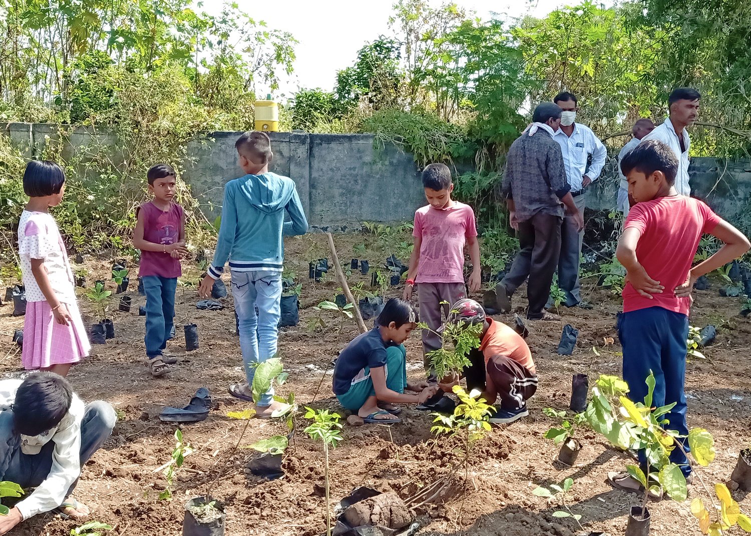 people plant tree saplings