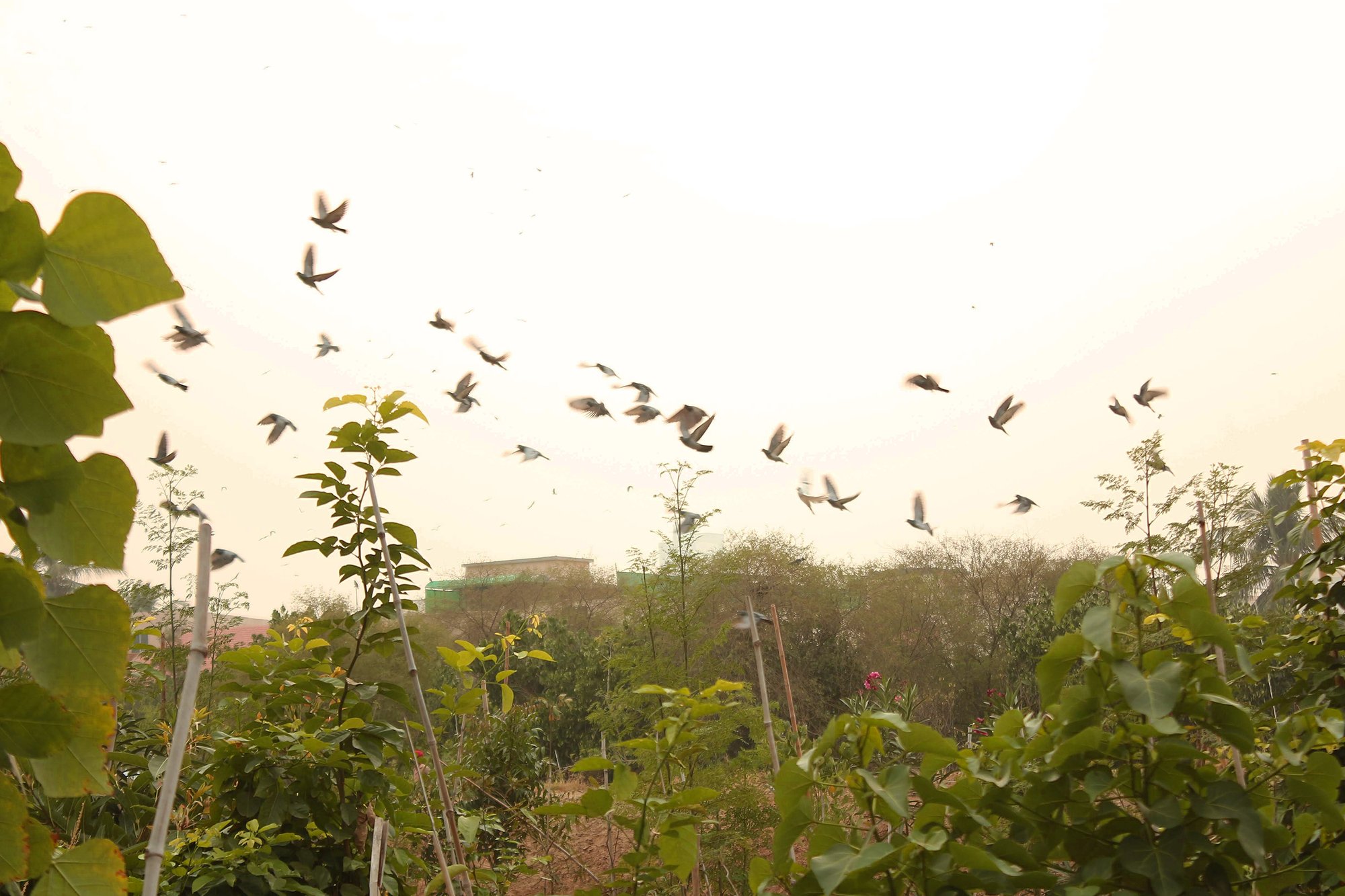birds fly over trees