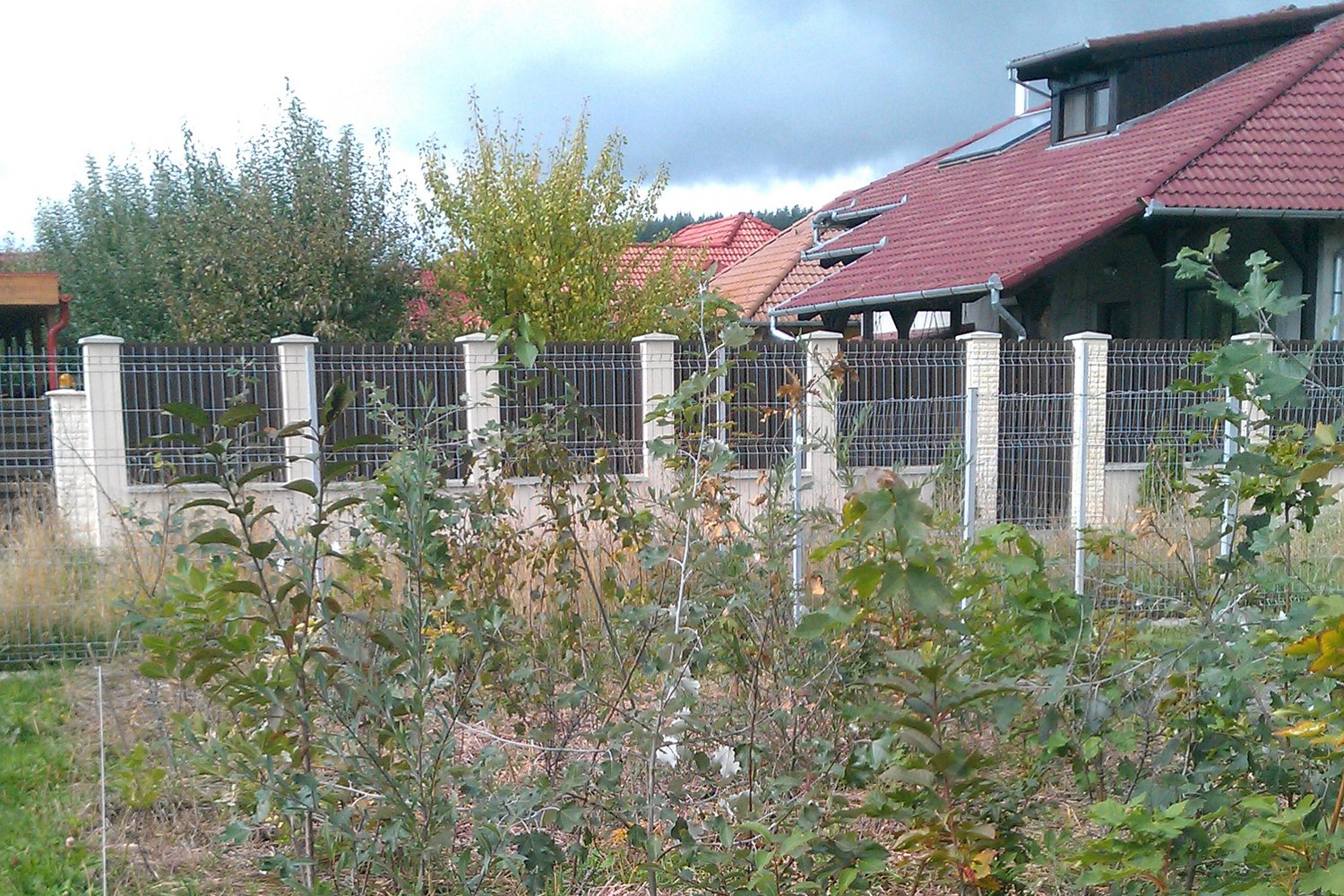 green plants with a building in the background