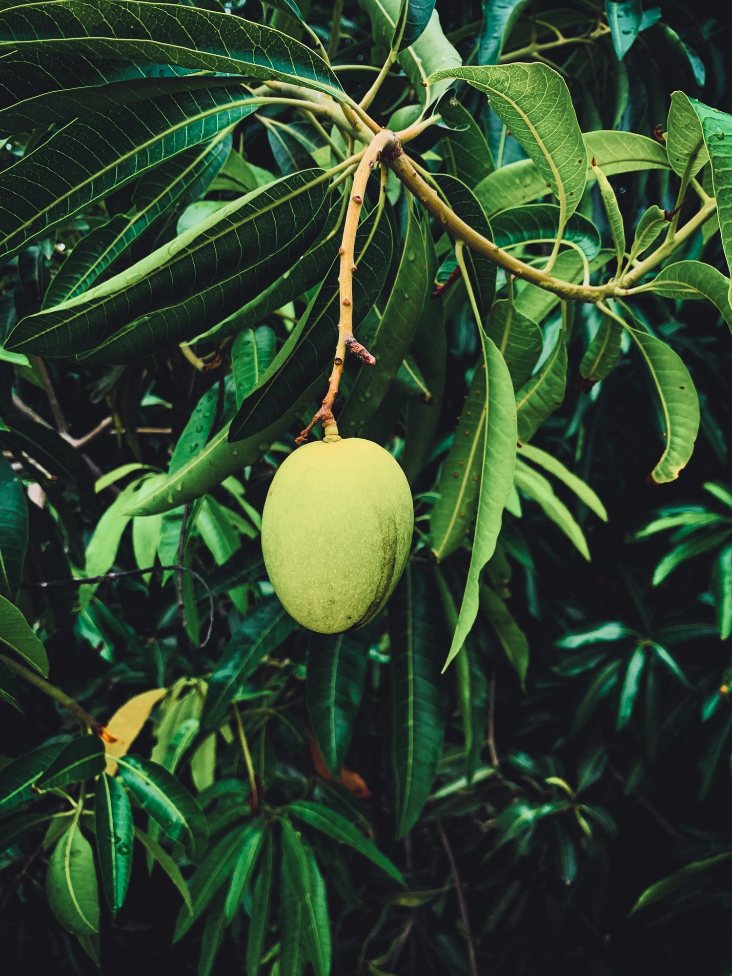 Mango Tree