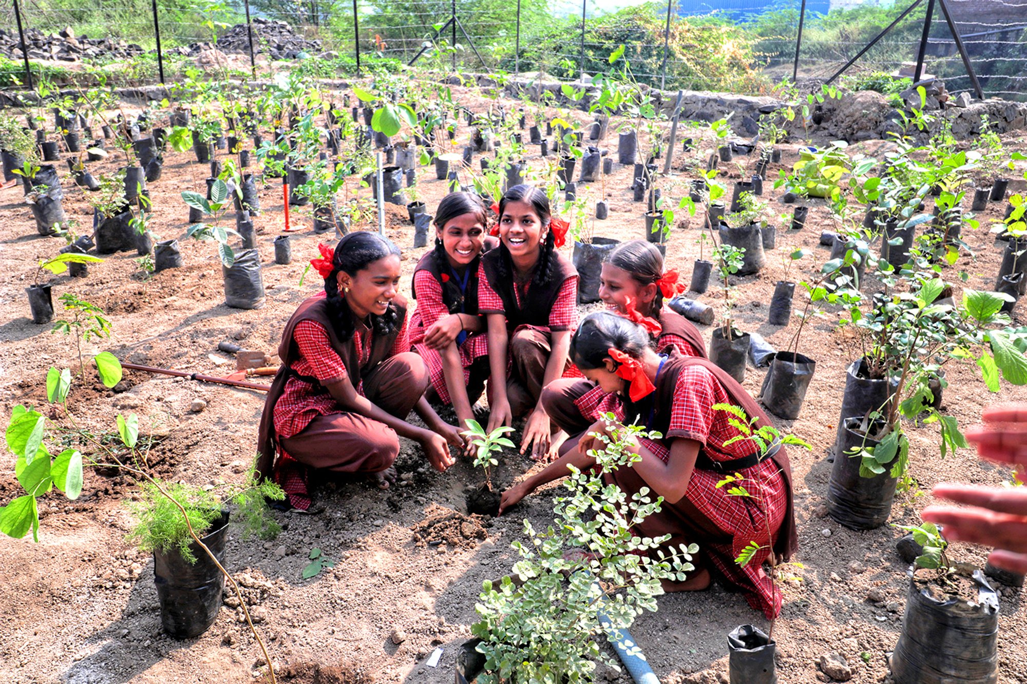 Restore biodiverse ecosystems in schools in India.