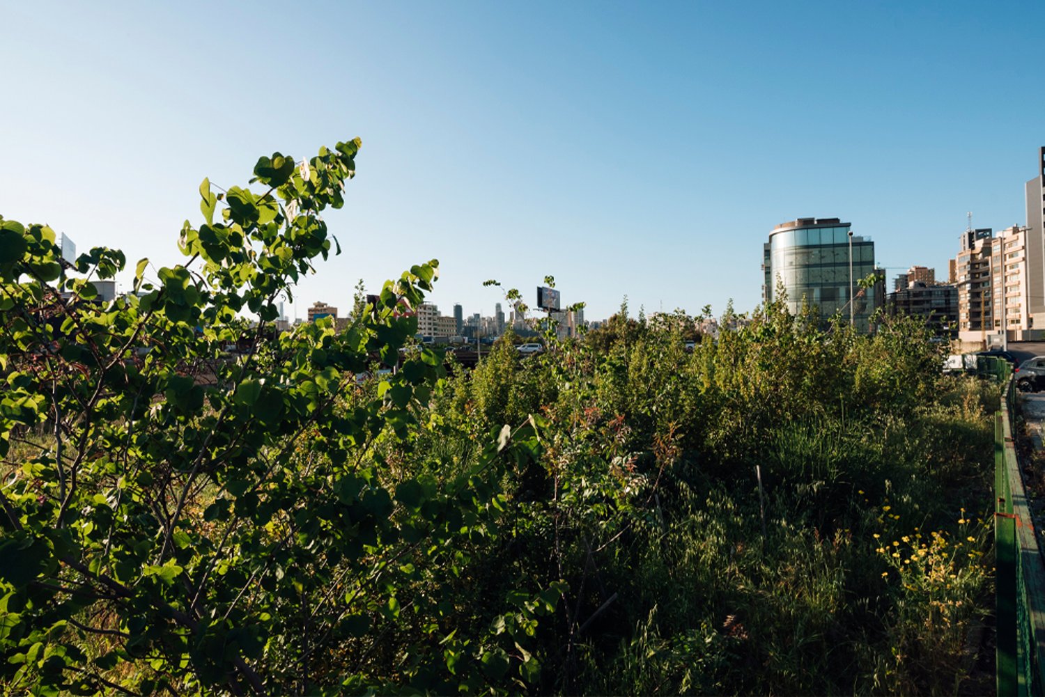 Miyawaki forest along the Beirut River
