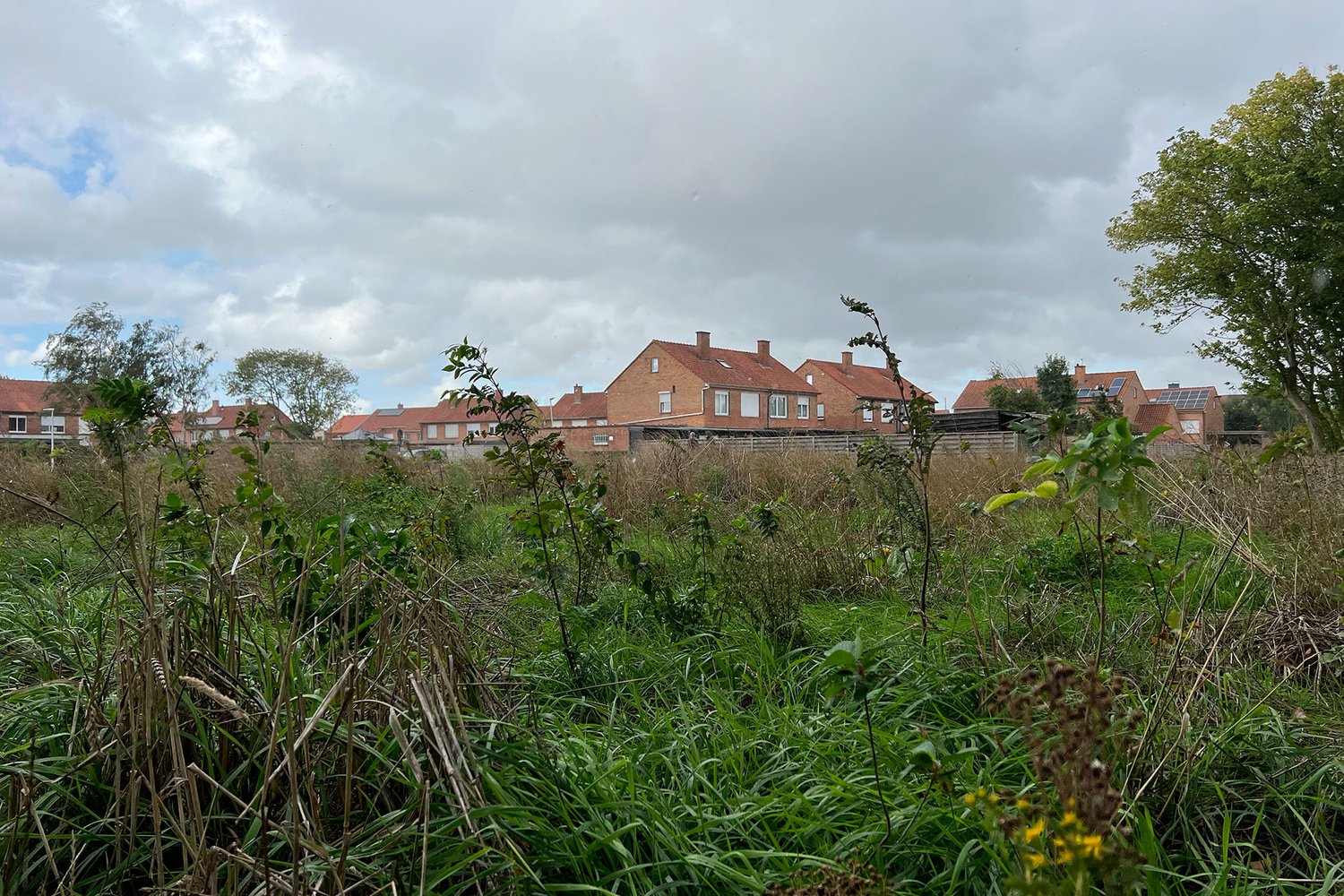 saplings planted in a field with a house in the background